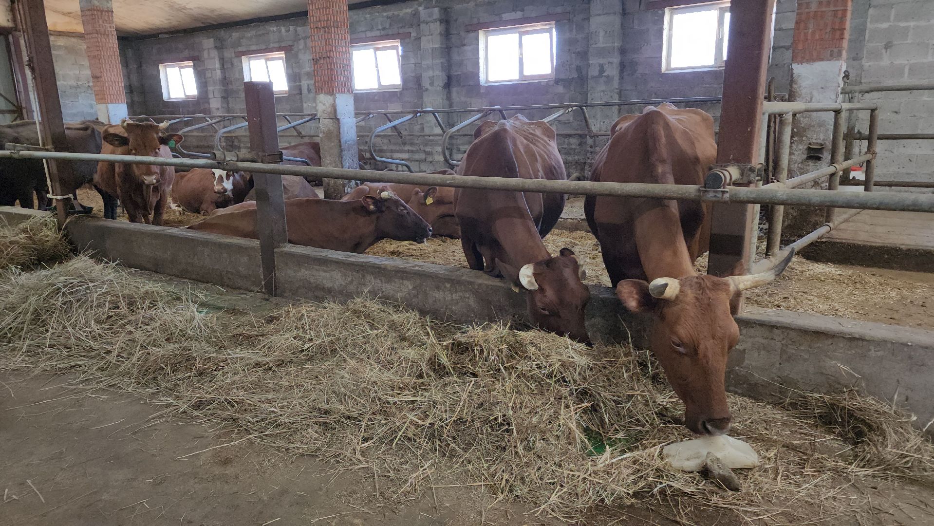 ступино, сельское хозяйство, грант, экономика,