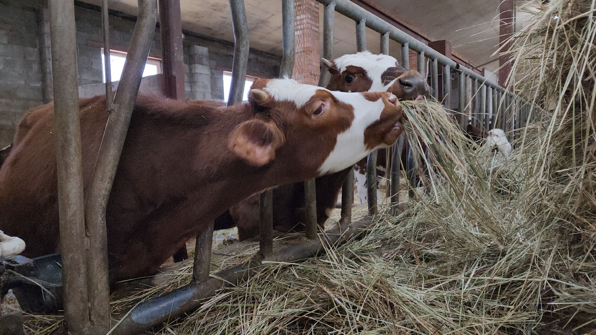 ступино, сельское хозяйство, грант, экономика,