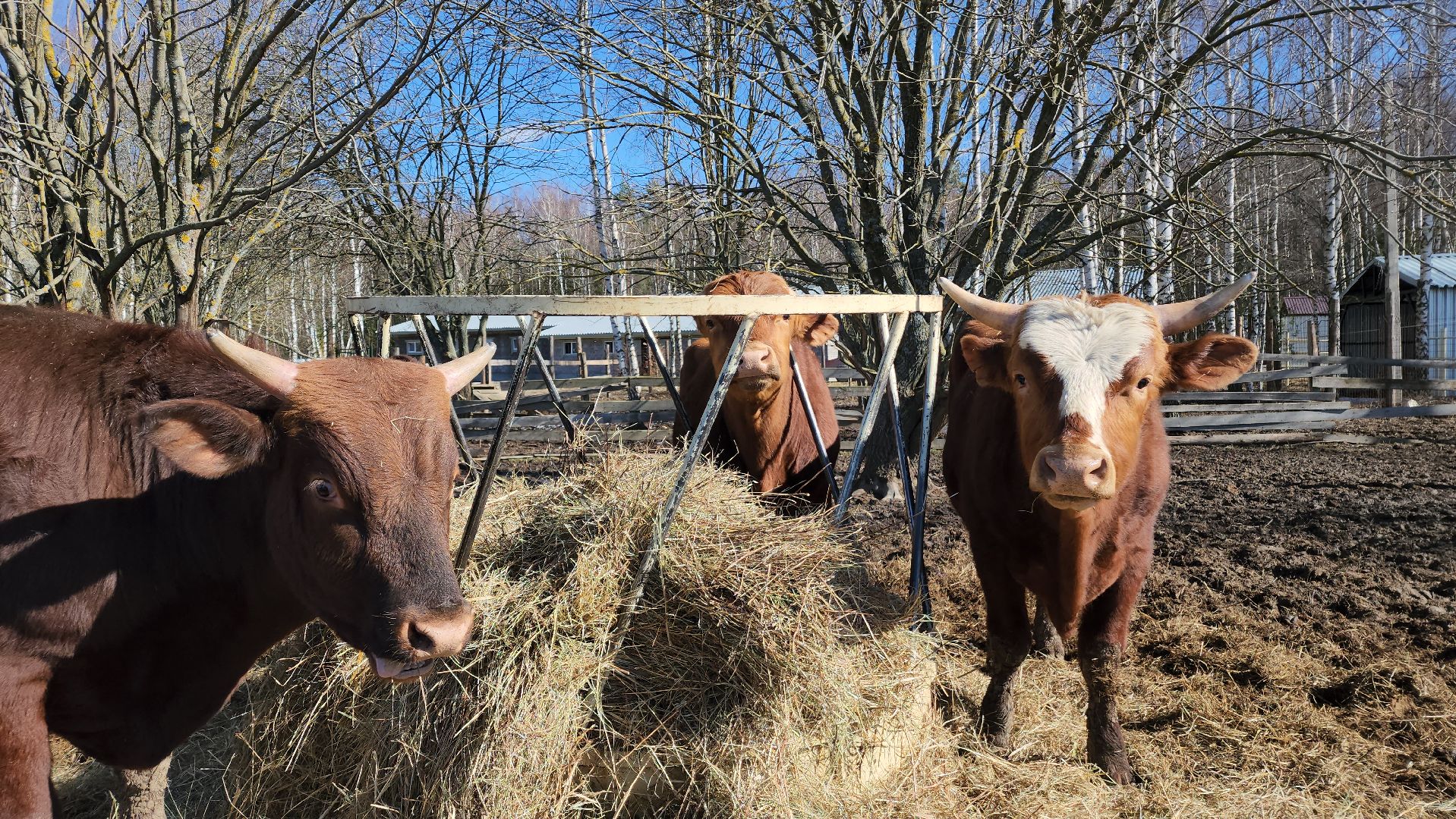 ступино, сельское хозяйство, грант, экономика,