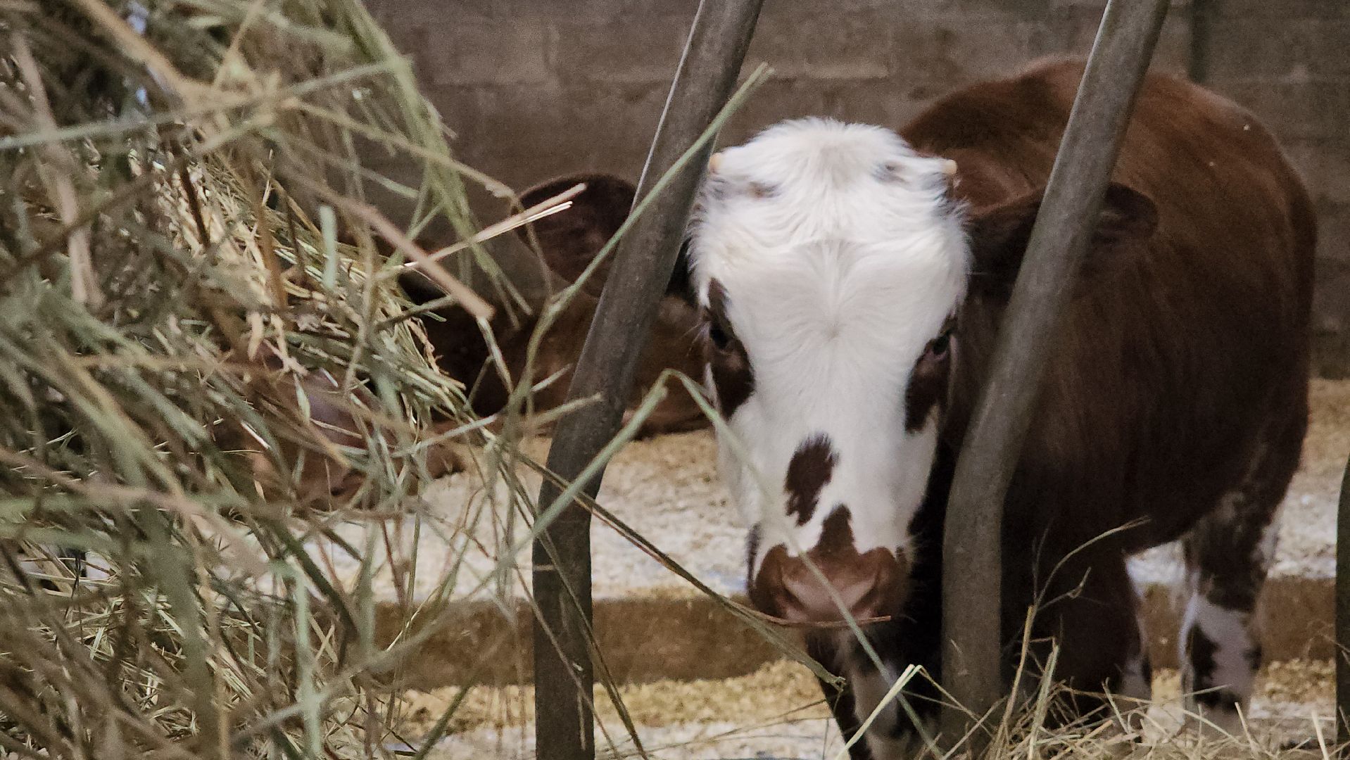 ступино, сельское хозяйство, грант, экономика,