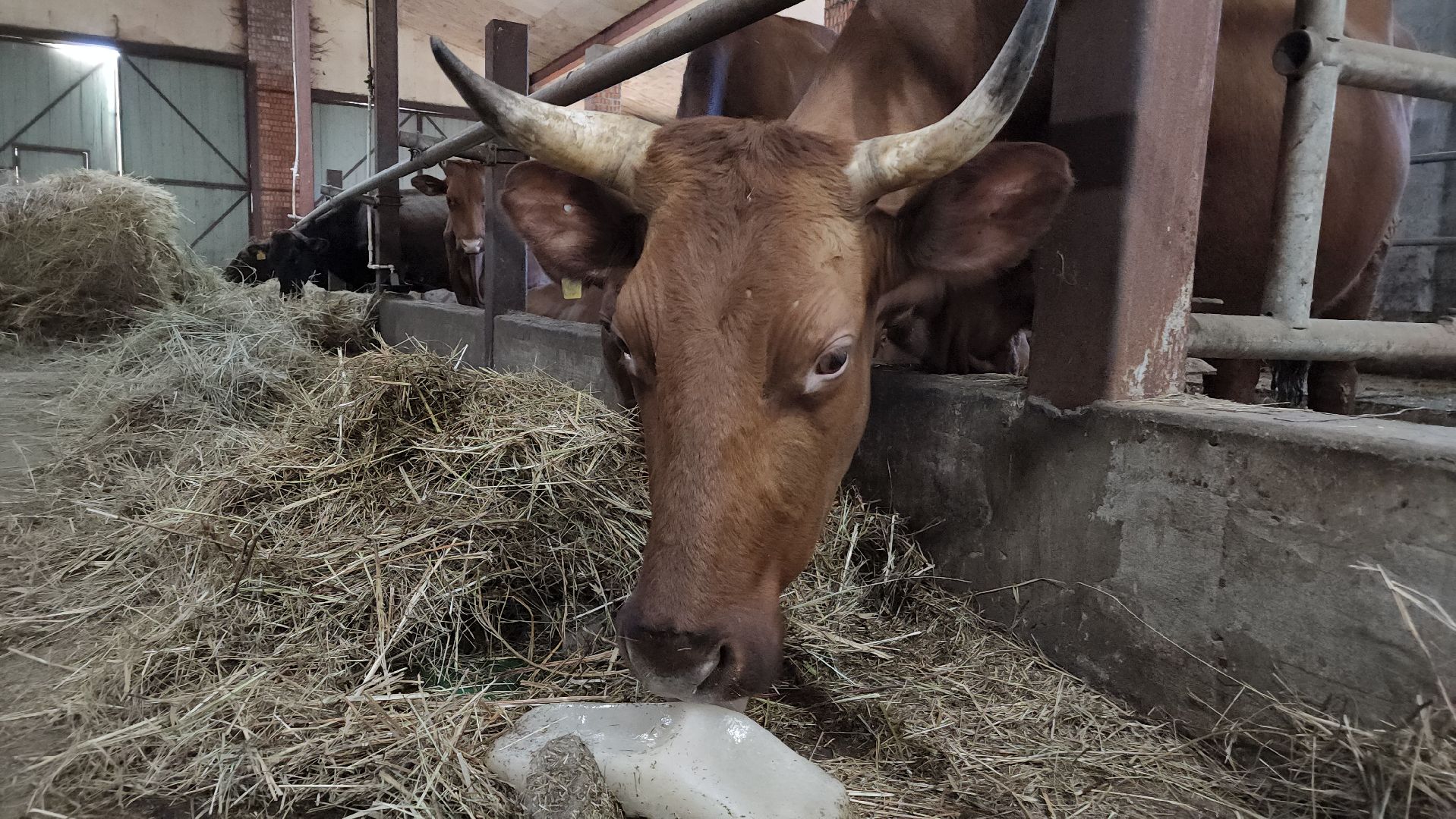 ступино, сельское хозяйство, грант, экономика,