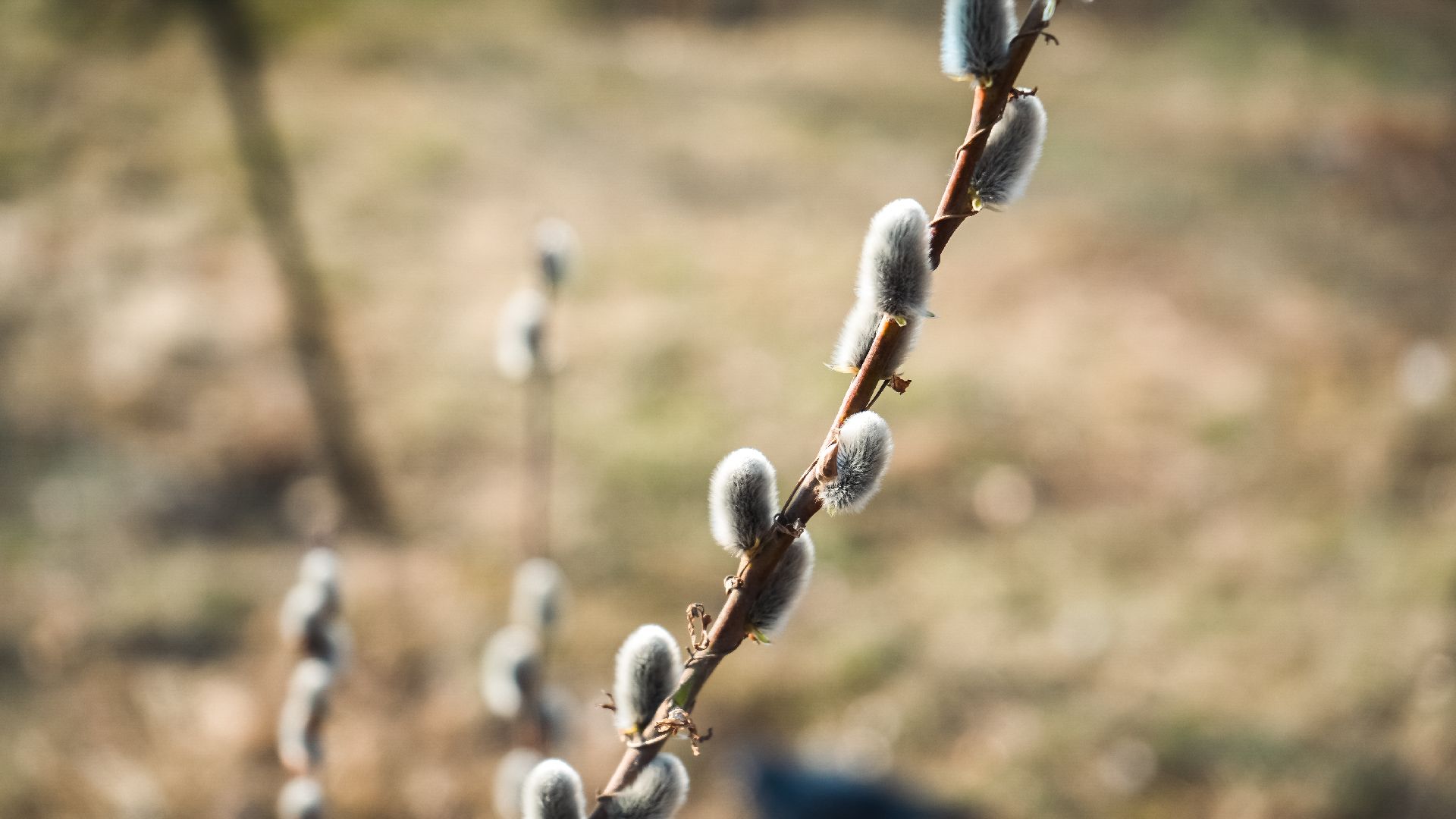 дзержинский, люберцы, Николо-Угрешский монастырь, верба,