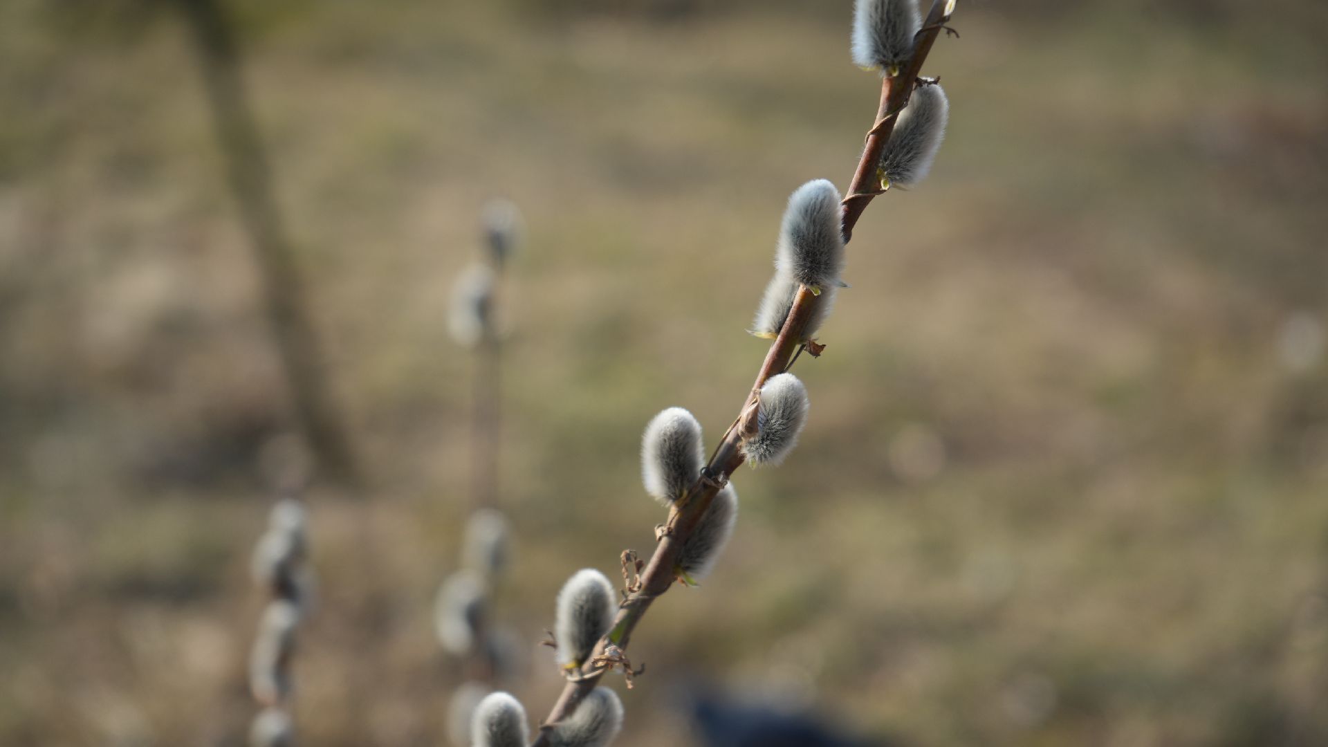 дзержинский, люберцы, Николо-Угрешский монастырь, верба,