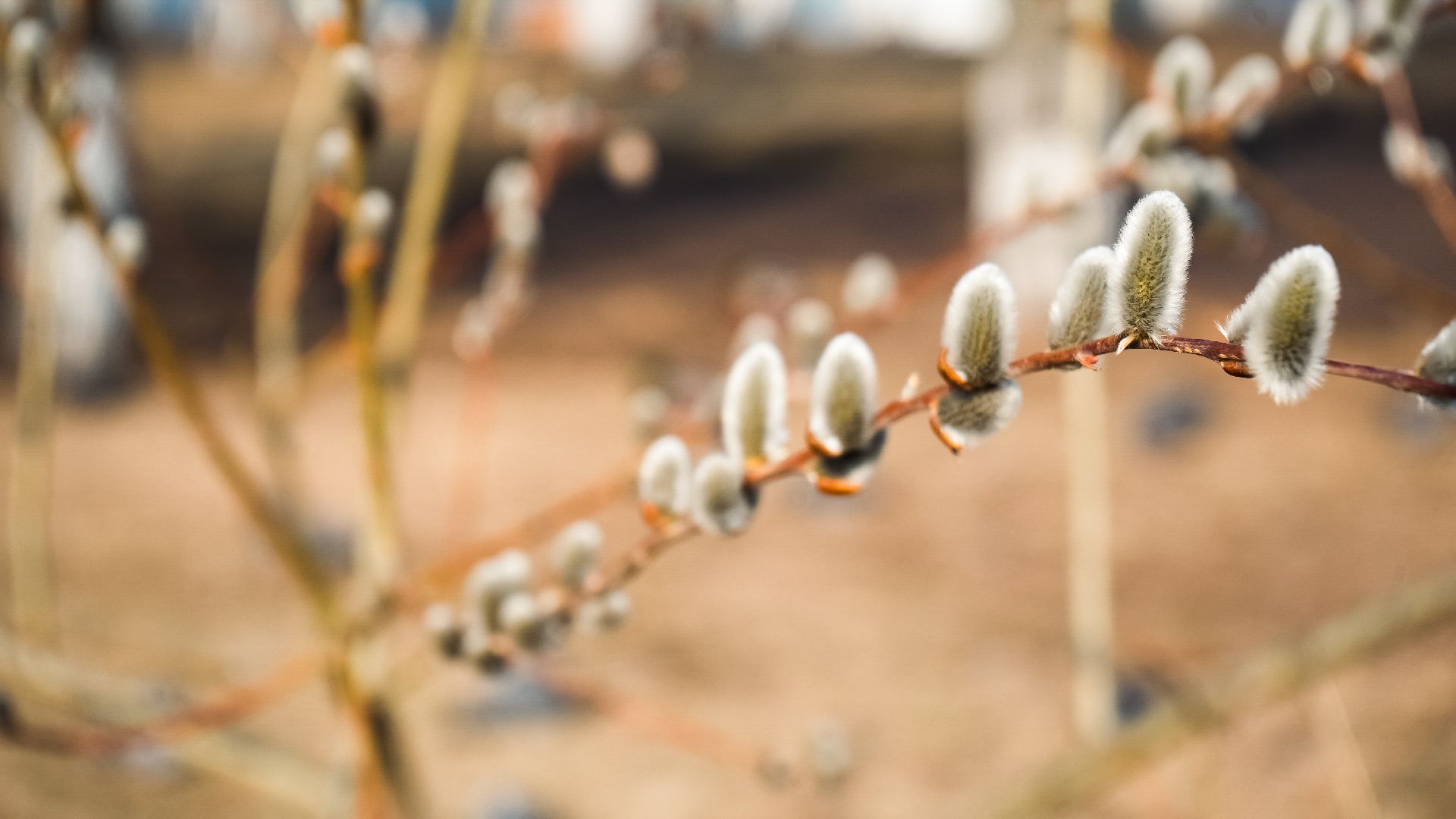 дзержинский, люберцы, Николо-Угрешский монастырь, верба,