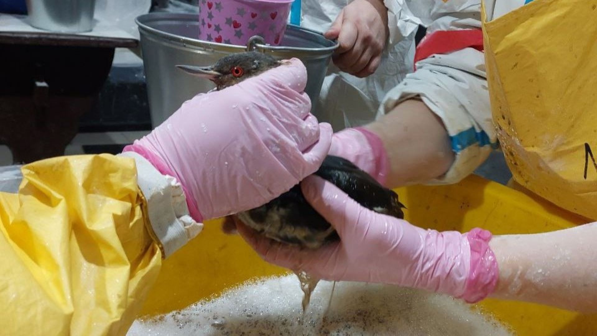 волонтеры, экология, Анапа, Лосино-Петровский,