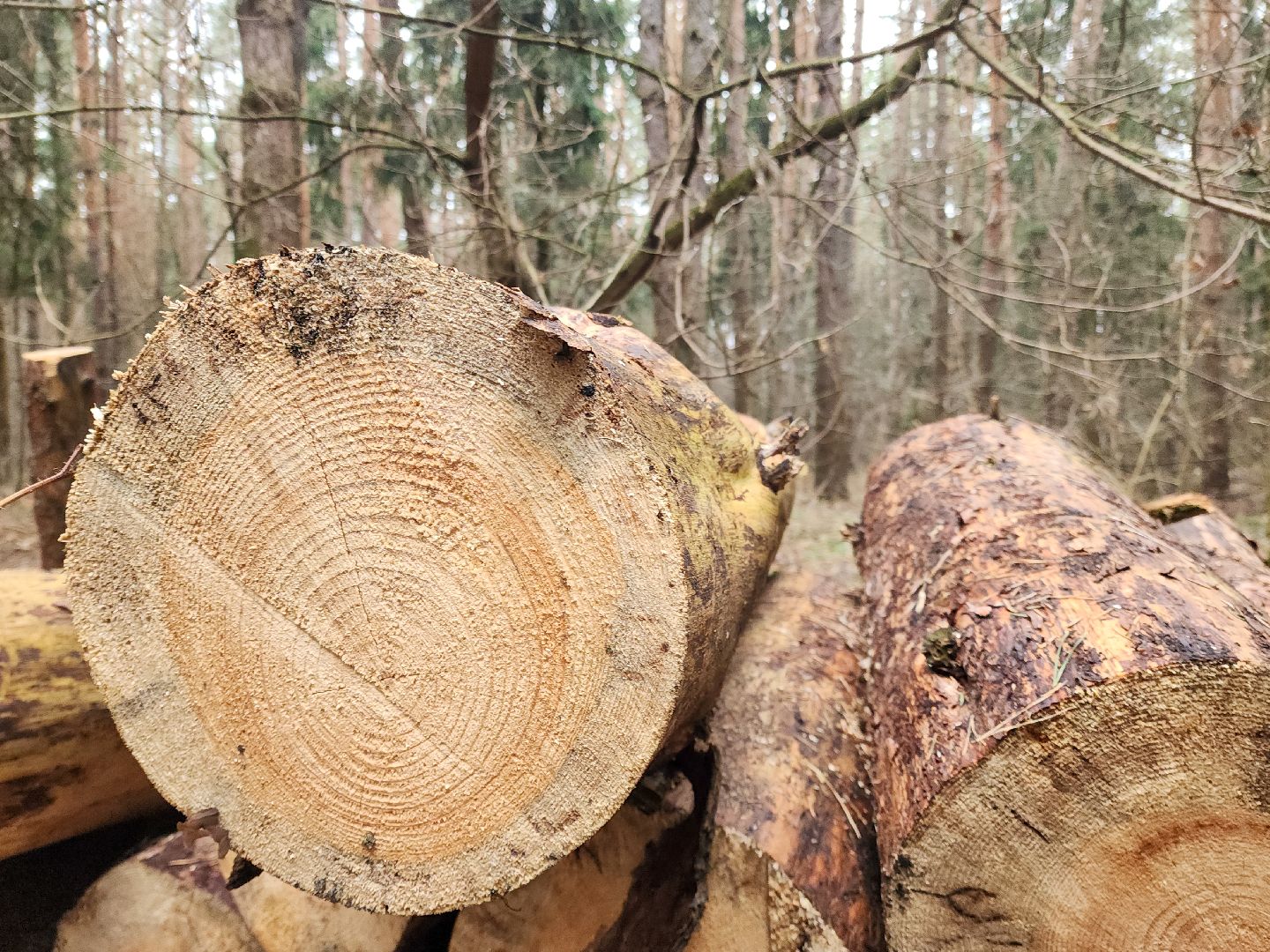 Подольск, валежник, мособллес, лесничество,