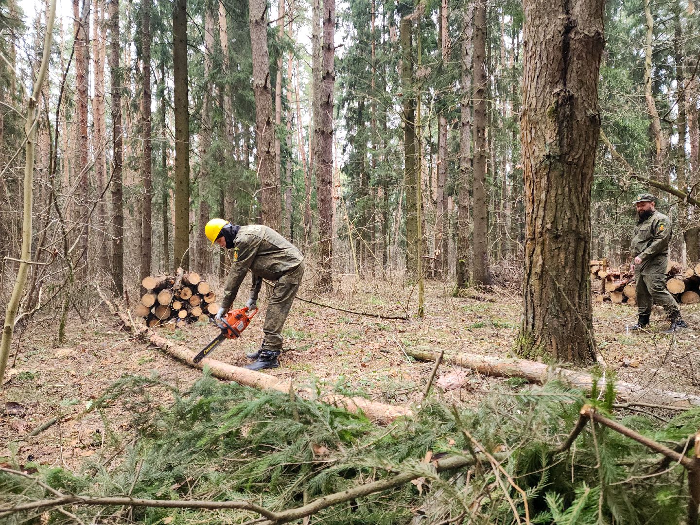 Подольск, валежник, мособллес, лесничество,