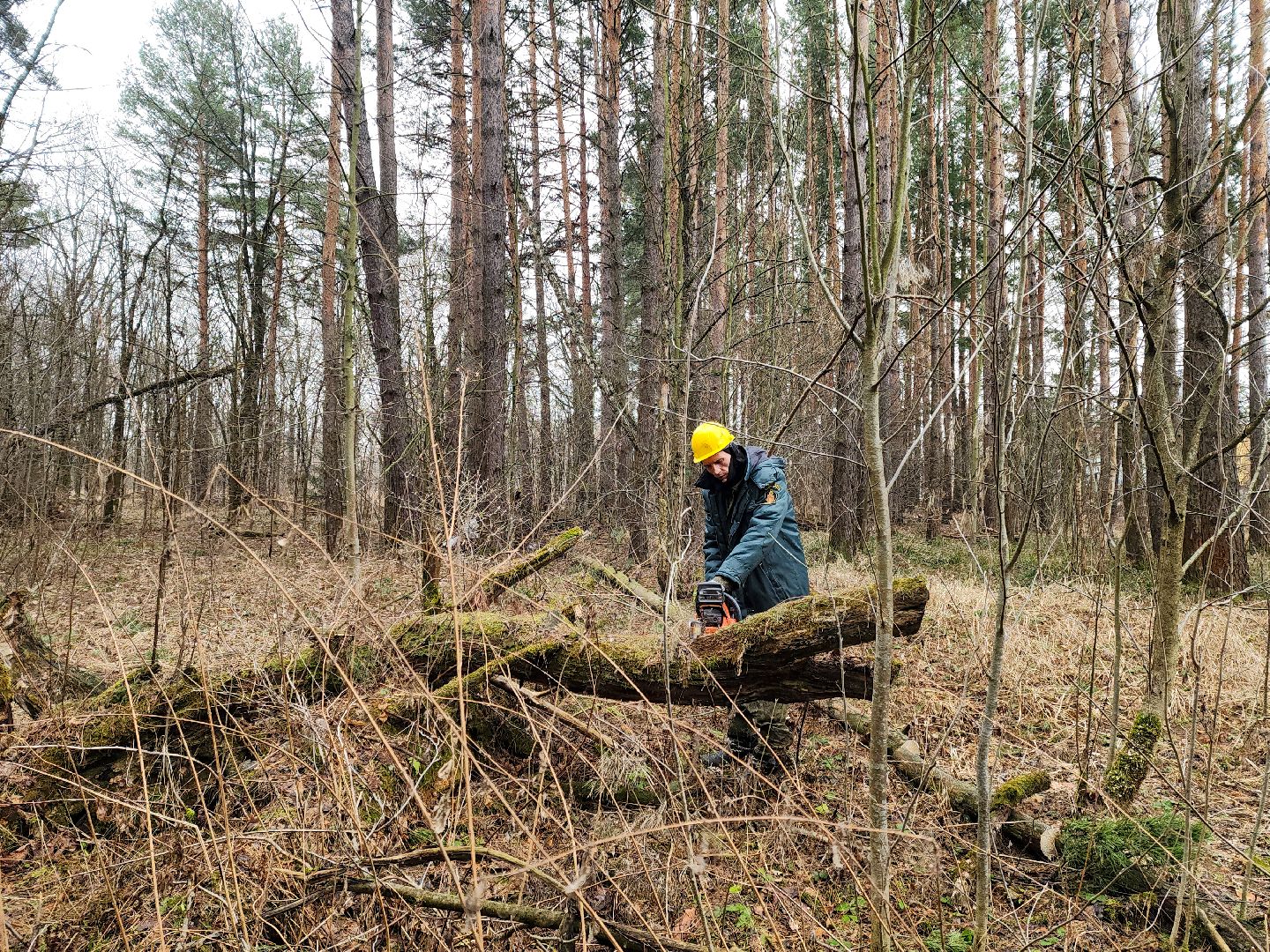 Подольск, валежник, мособллес, лесничество,