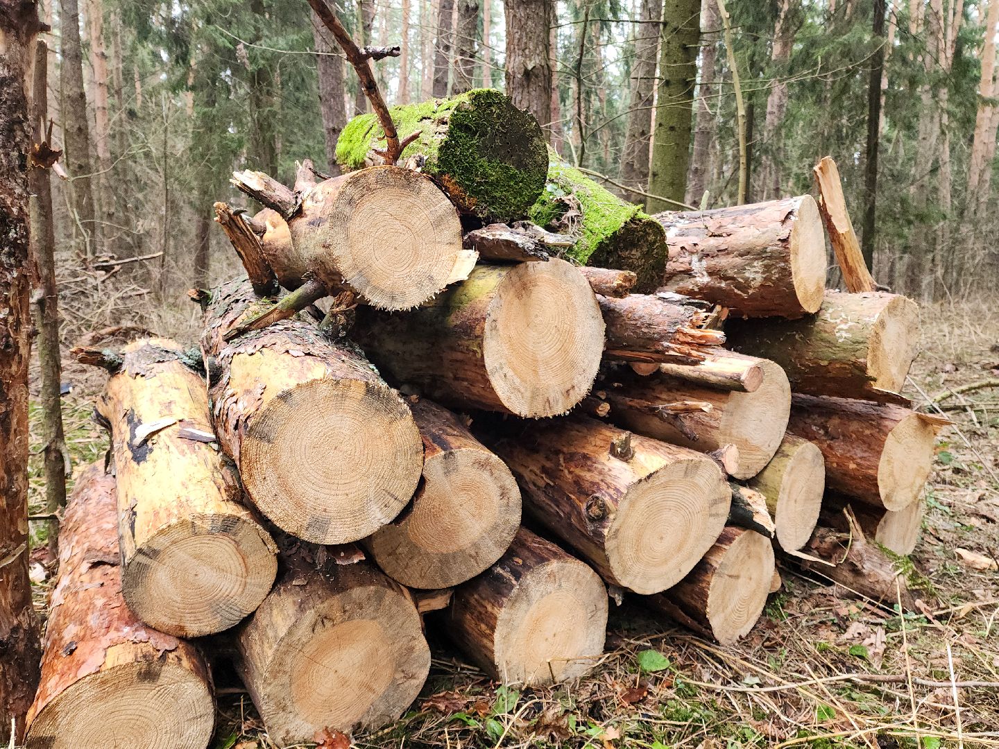 Подольск, валежник, мособллес, лесничество,