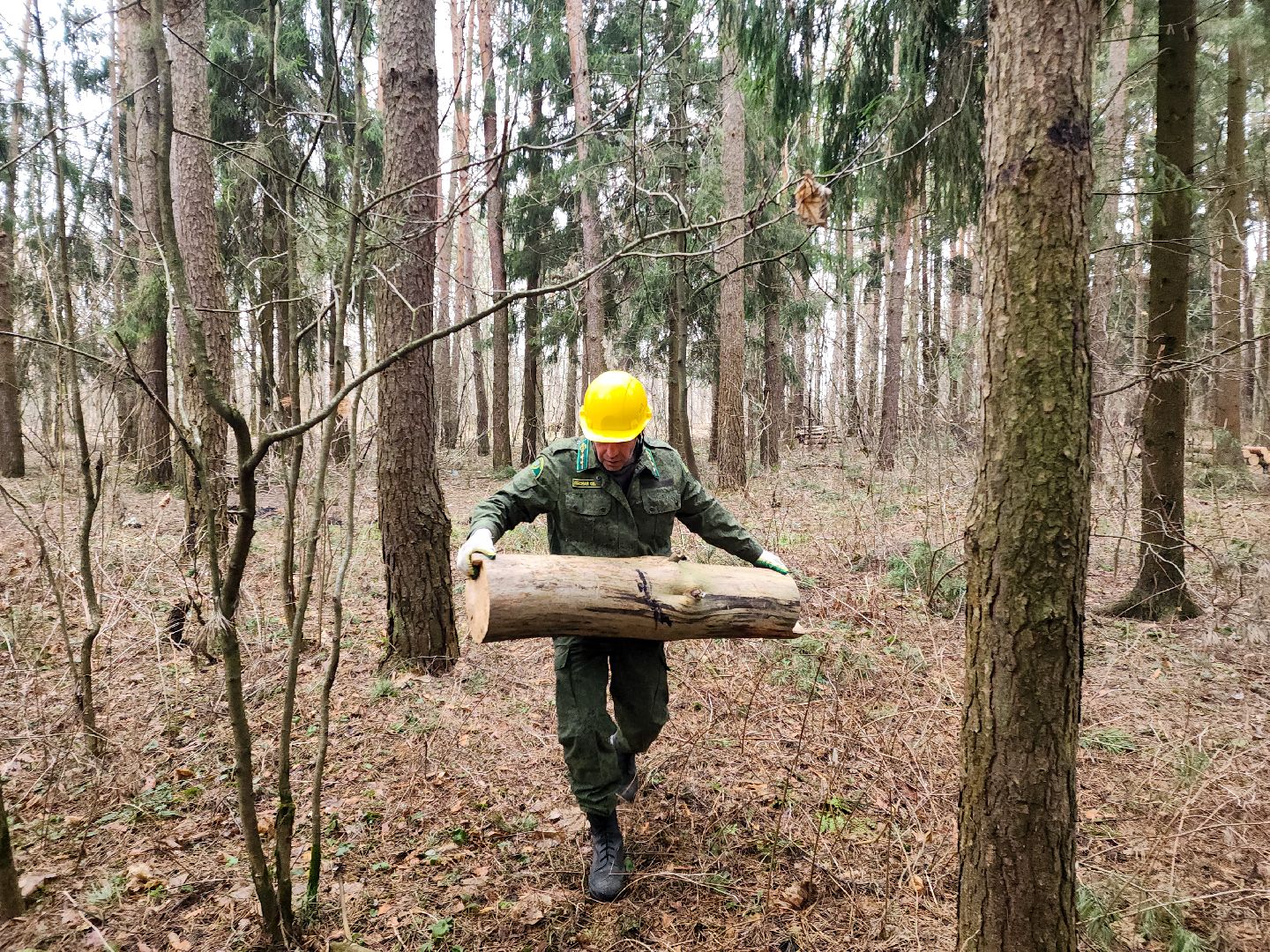 Подольск, валежник, мособллес, лесничество,