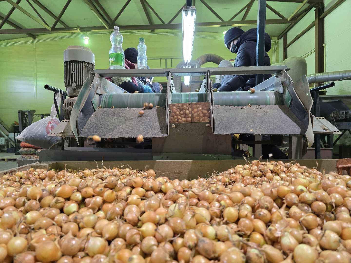 Коломна, Озеры, лук-севок, сельскохозяйственное предприятие,