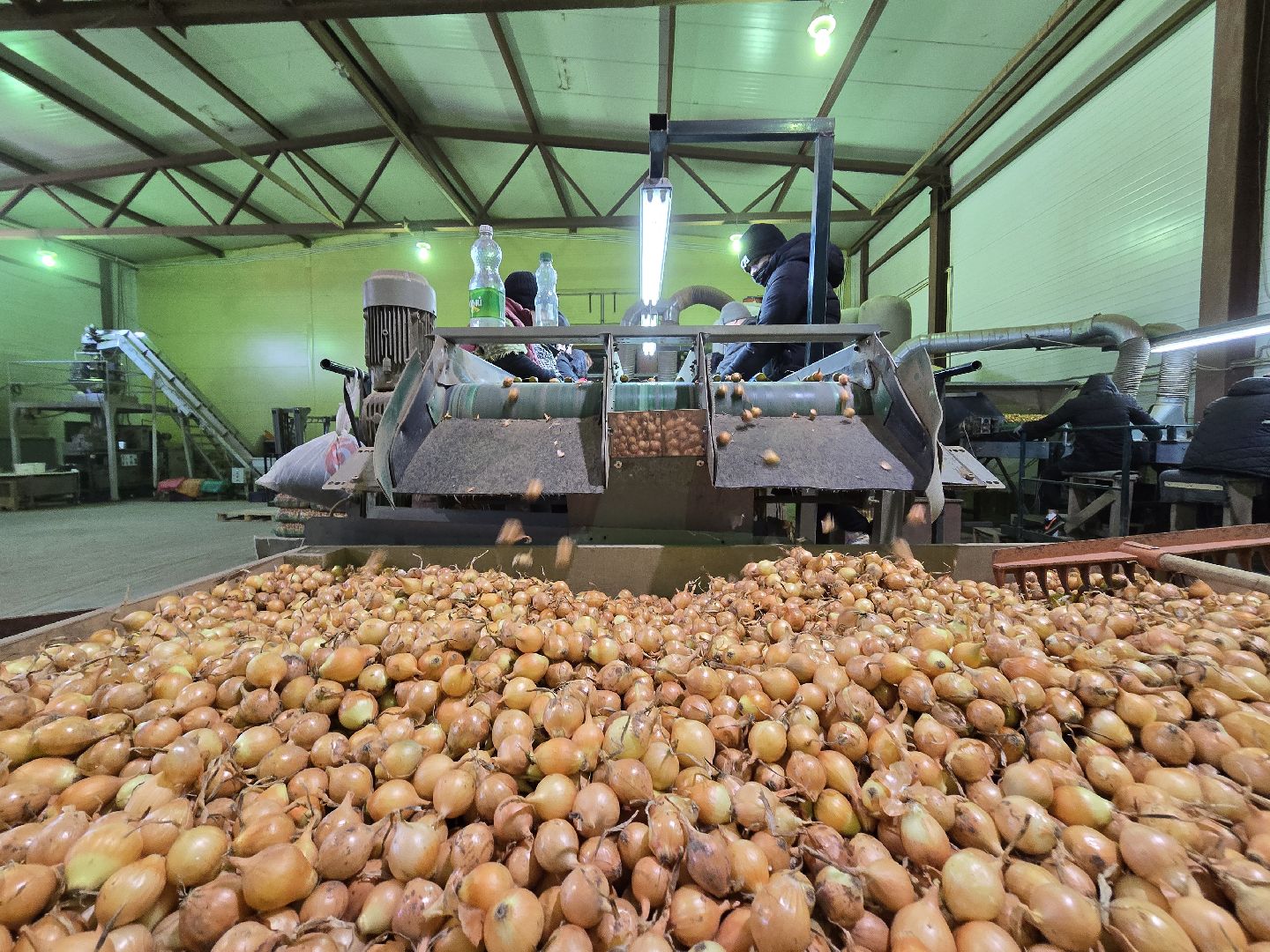 Коломна, Озеры, лук-севок, сельскохозяйственное предприятие,