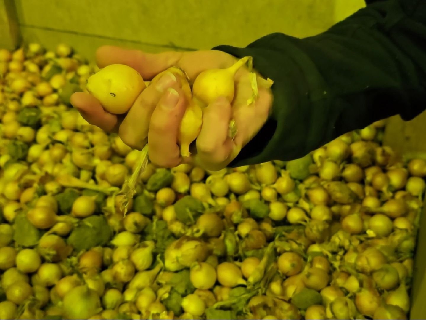 Коломна, Озеры, лук-севок, сельскохозяйственное предприятие,