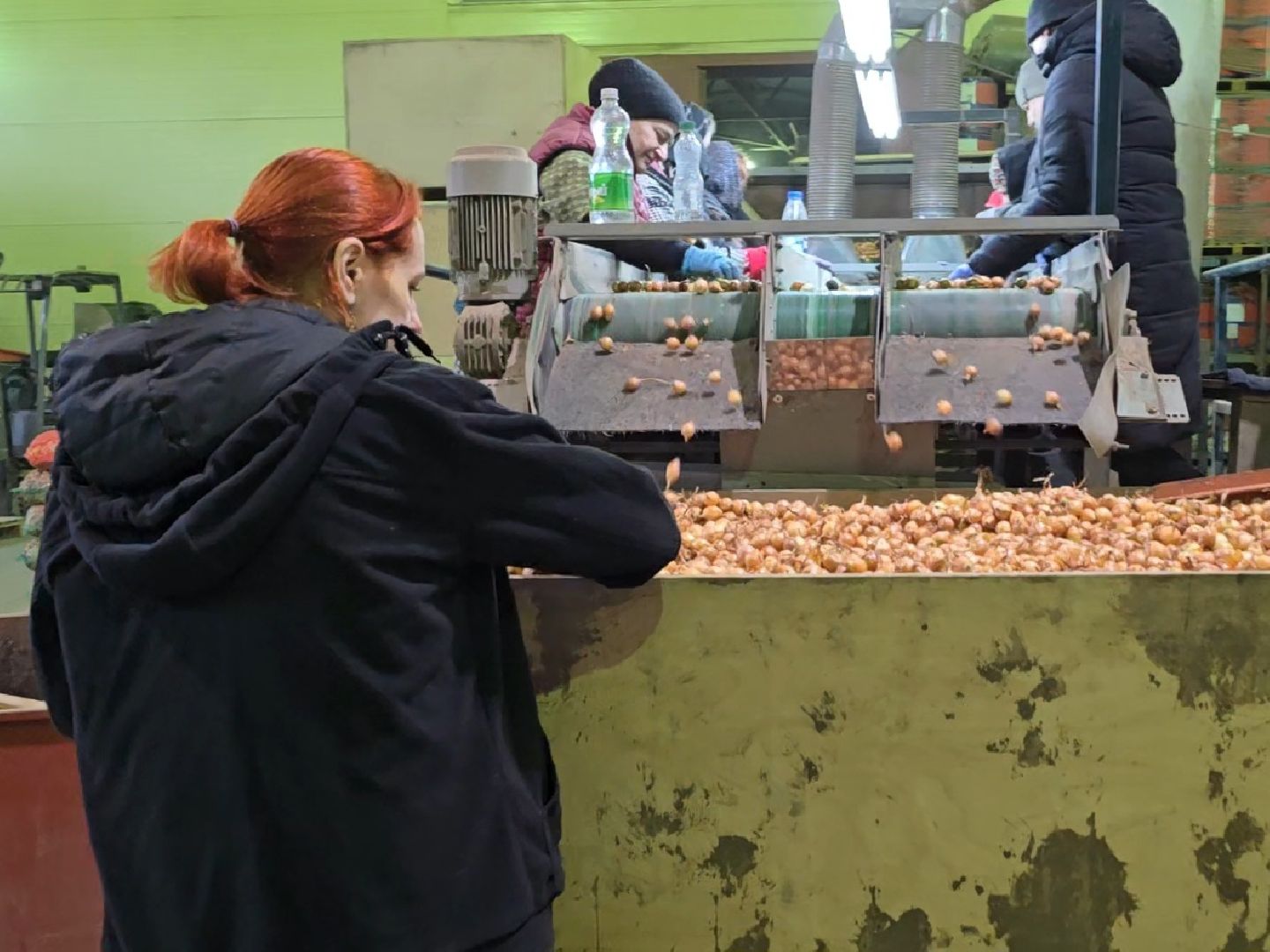 Коломна, Озеры, лук-севок, сельскохозяйственное предприятие,