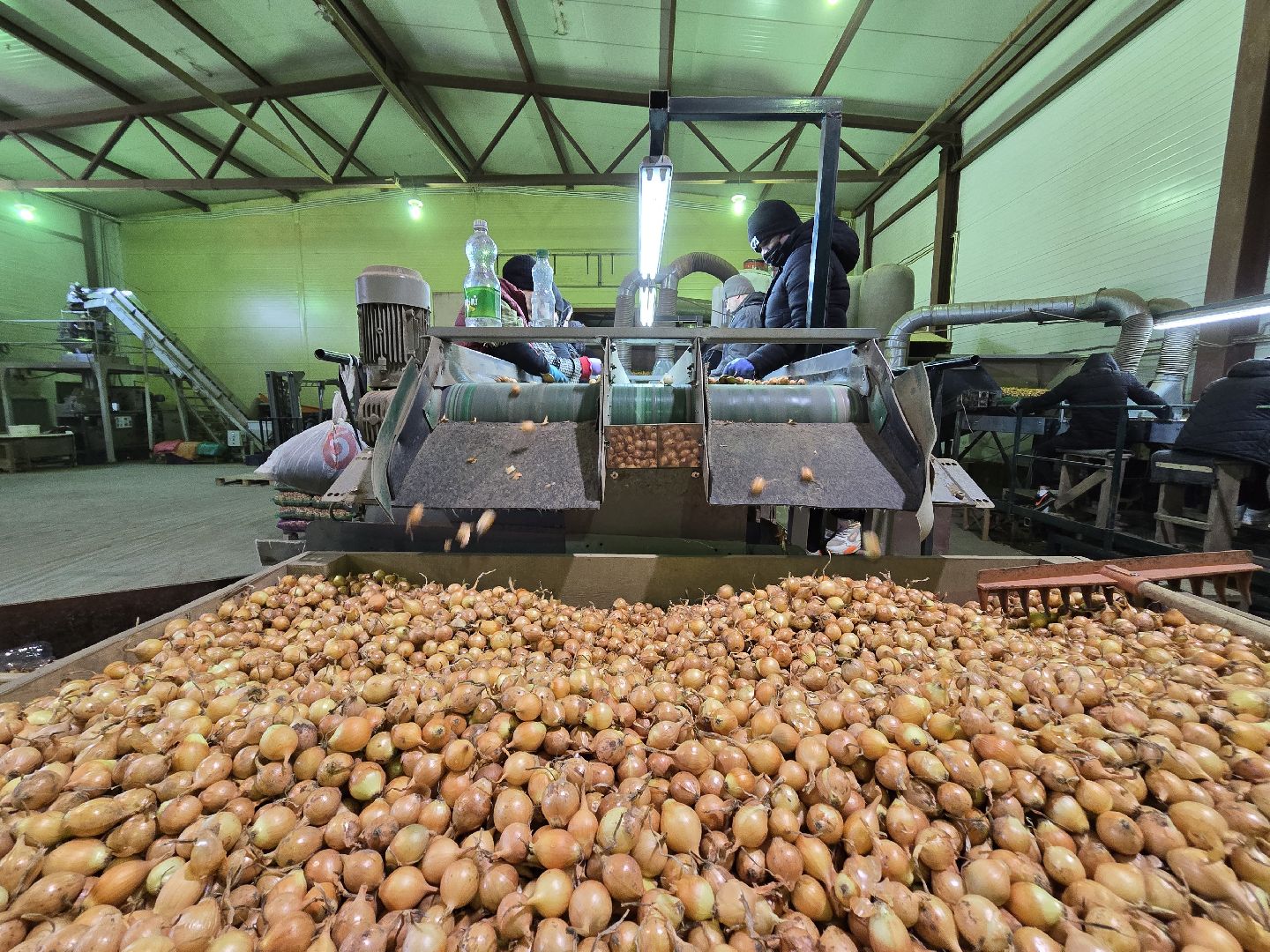 Коломна, Озеры, лук-севок, сельскохозяйственное предприятие,