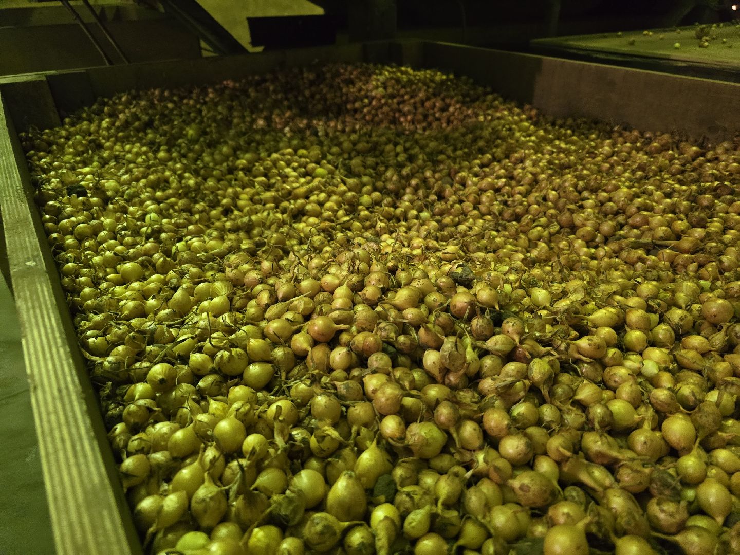 Коломна, Озеры, лук-севок, сельскохозяйственное предприятие,