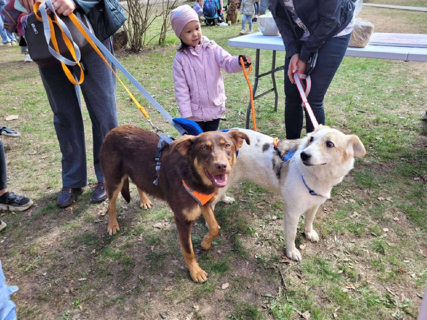 животные; видное; выставка; найди друга; центральный парк