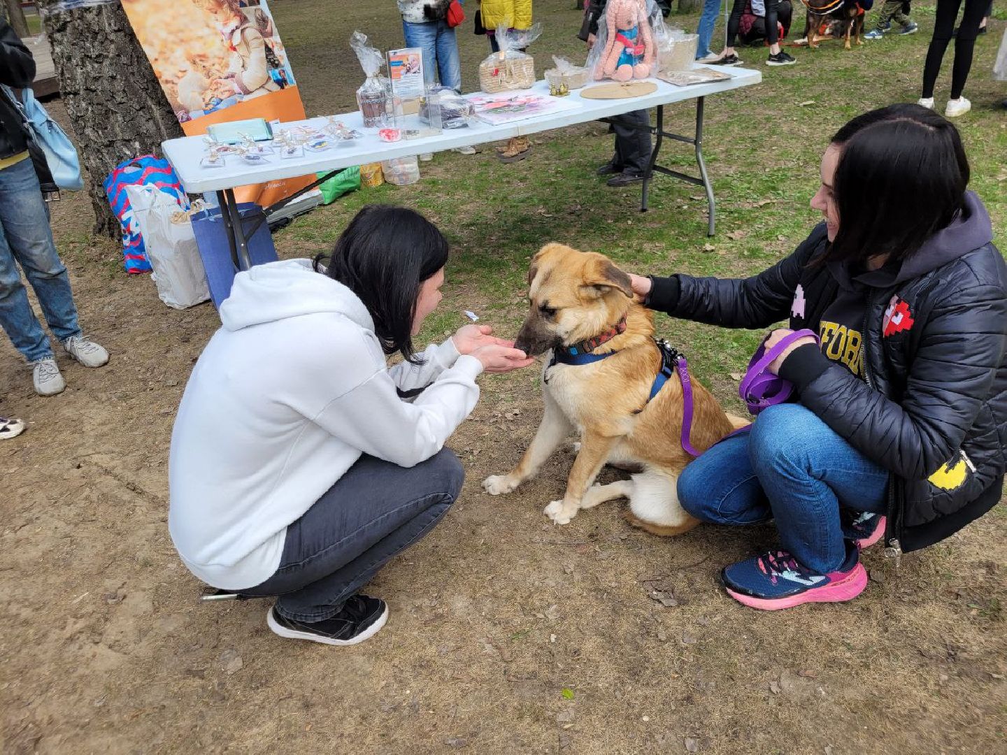 животные; видное; выставка; найди друга; центральный парк