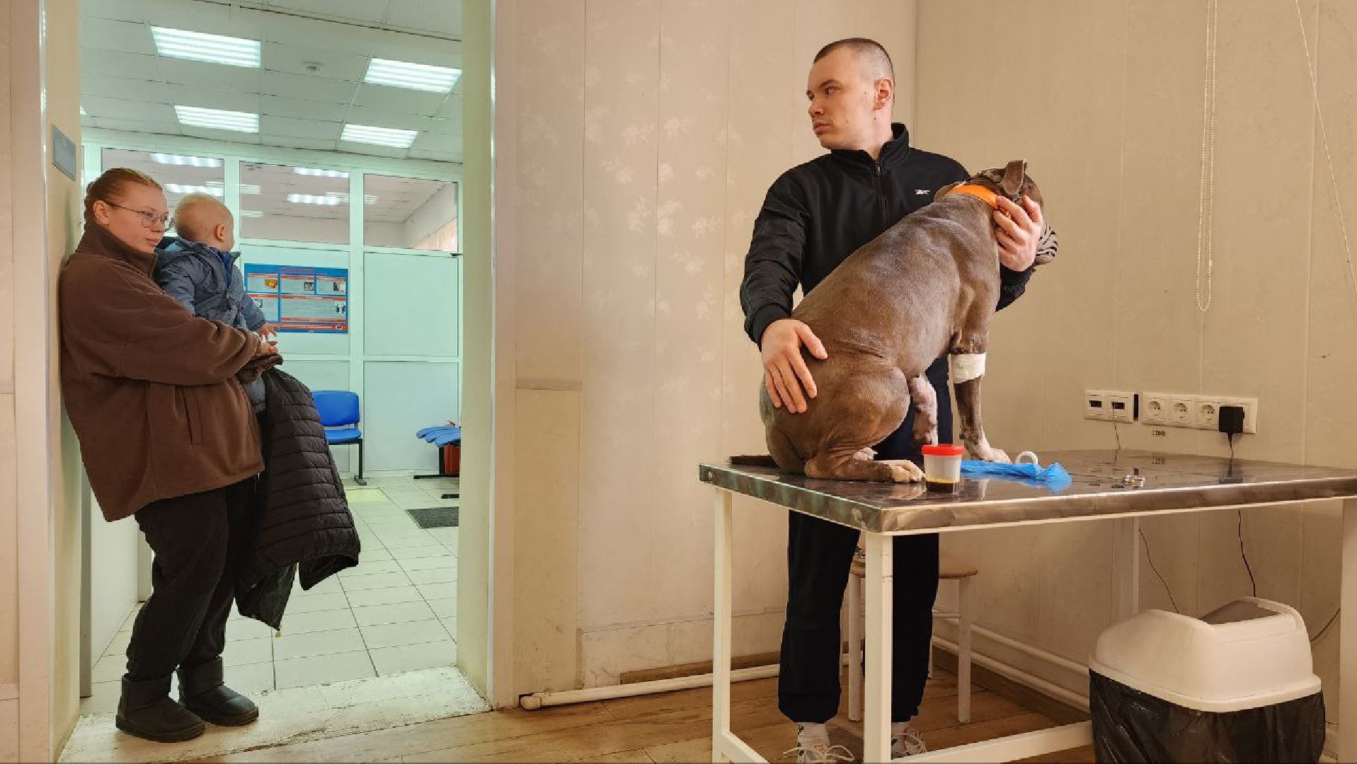 Дмитров, Госветстанция, Минсельхоз, Чипирование собак,