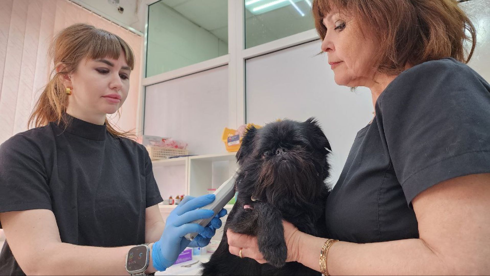 Дмитров, Госветстанция, Минсельхоз, Чипирование собак,