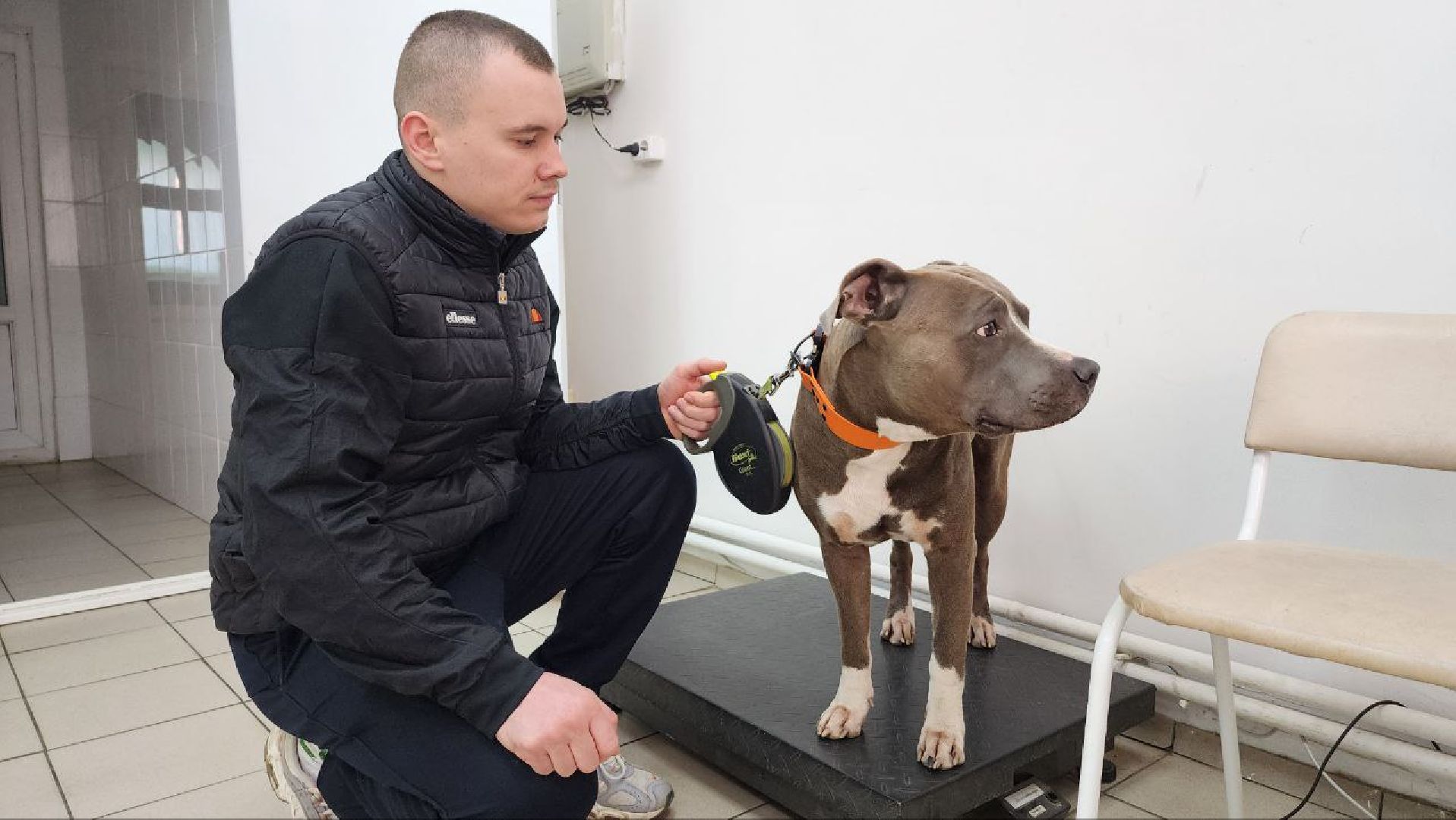 Дмитров, Госветстанция, Минсельхоз, Чипирование собак,