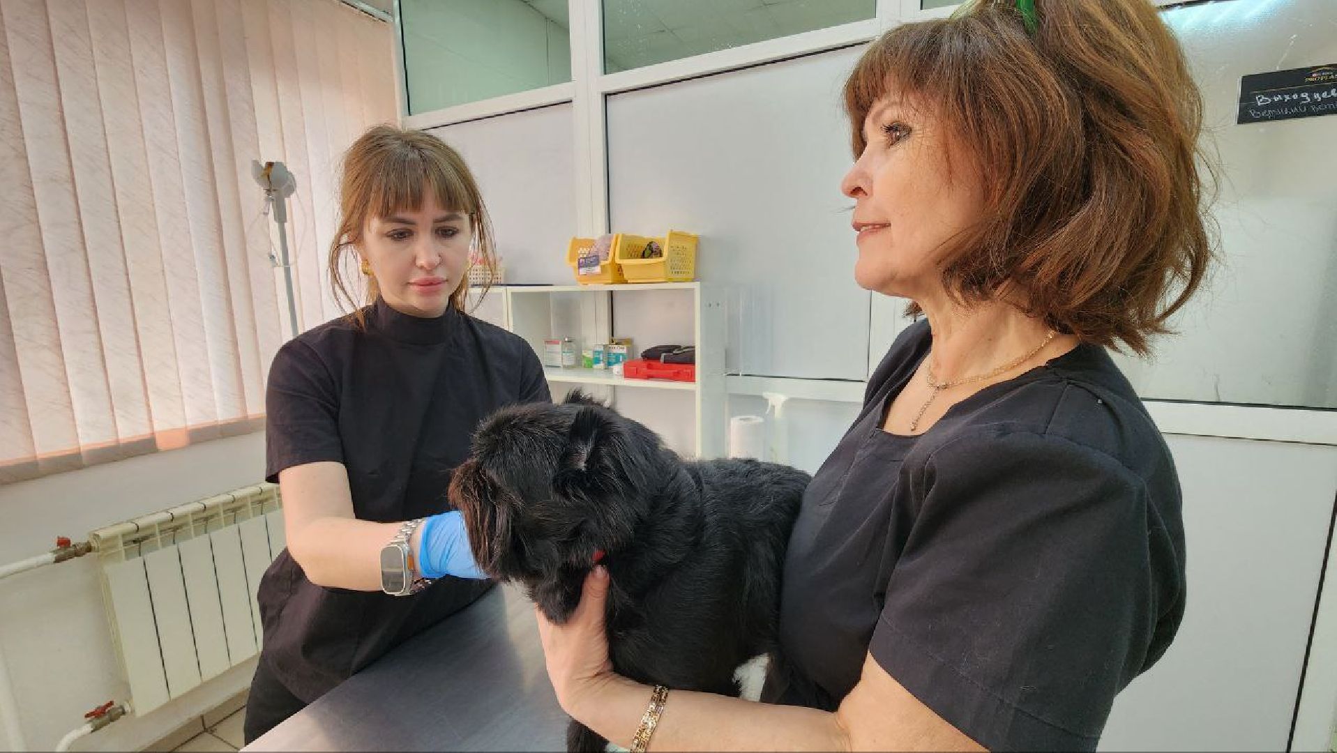 Дмитров, Госветстанция, Минсельхоз, Чипирование собак,