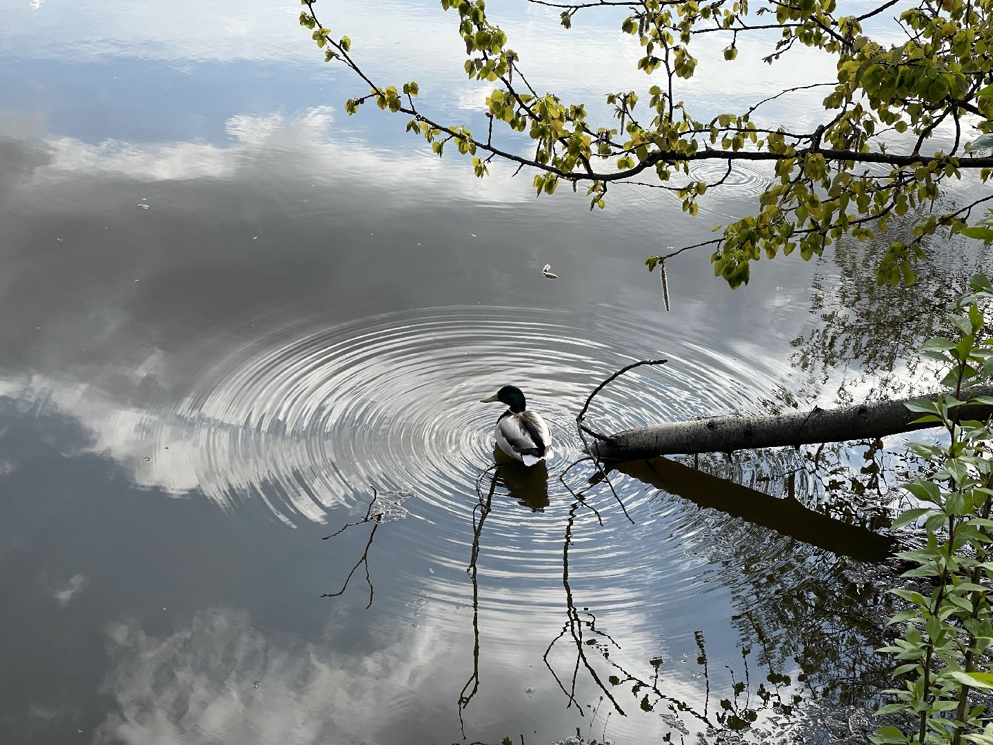 Одинцово, Немчиновка, благоустройство, пруд, набережная, детская площадка,
