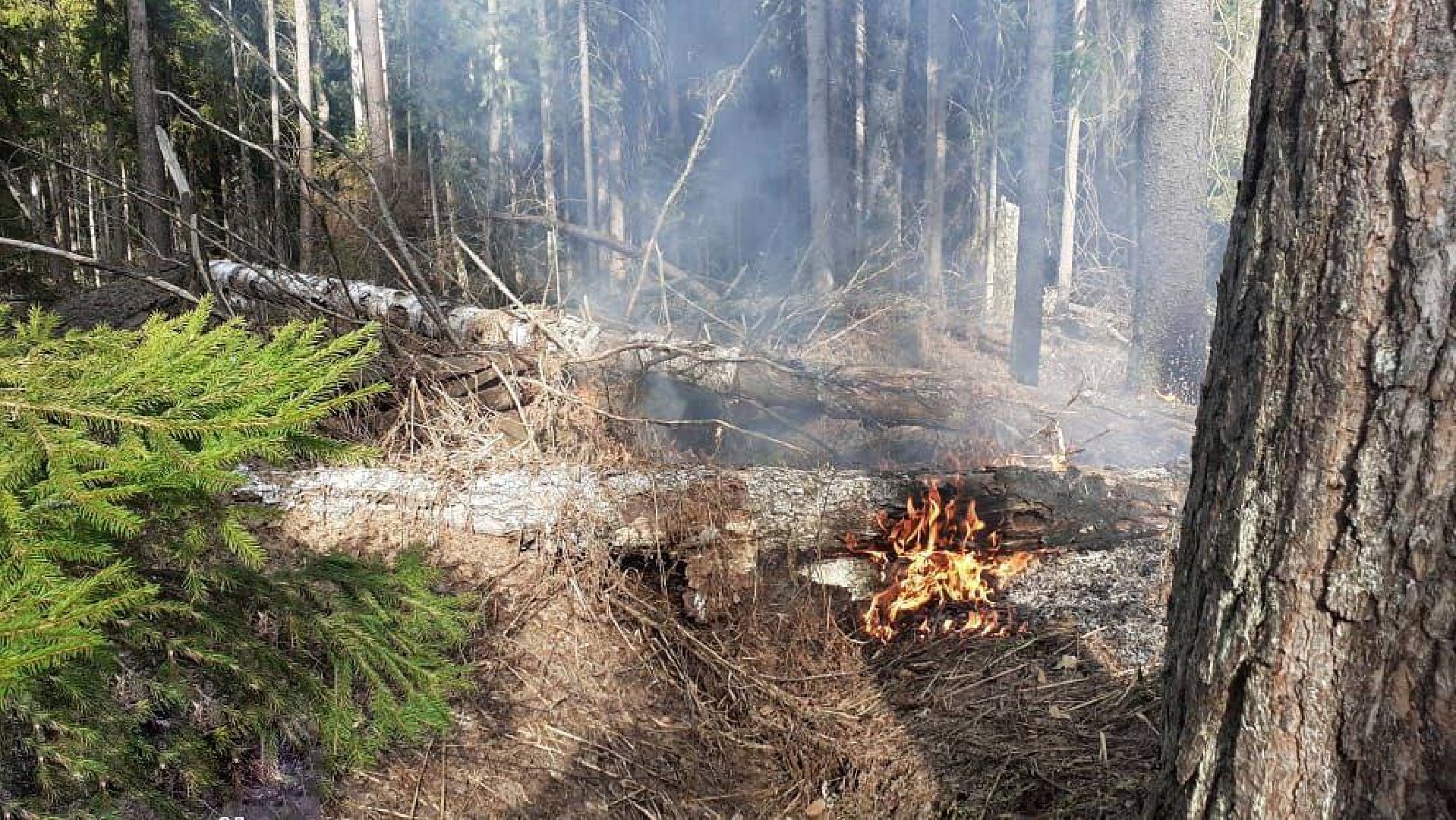 Ступино, пал травы, лесничие, мособллес
