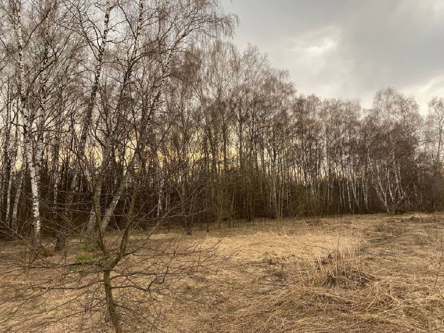 Ступино, пал травы, лесничие, мособллес