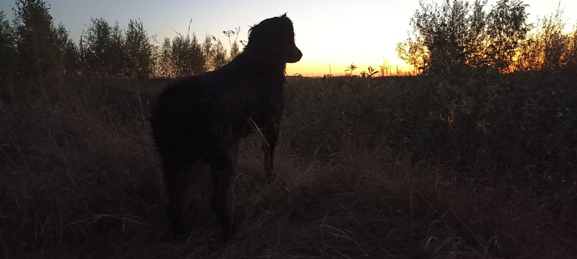 зарайск, весенняя охота, охота на селезня, охота на гуся, охота на вальдшнепа,Открытие охоты в Зарайске,