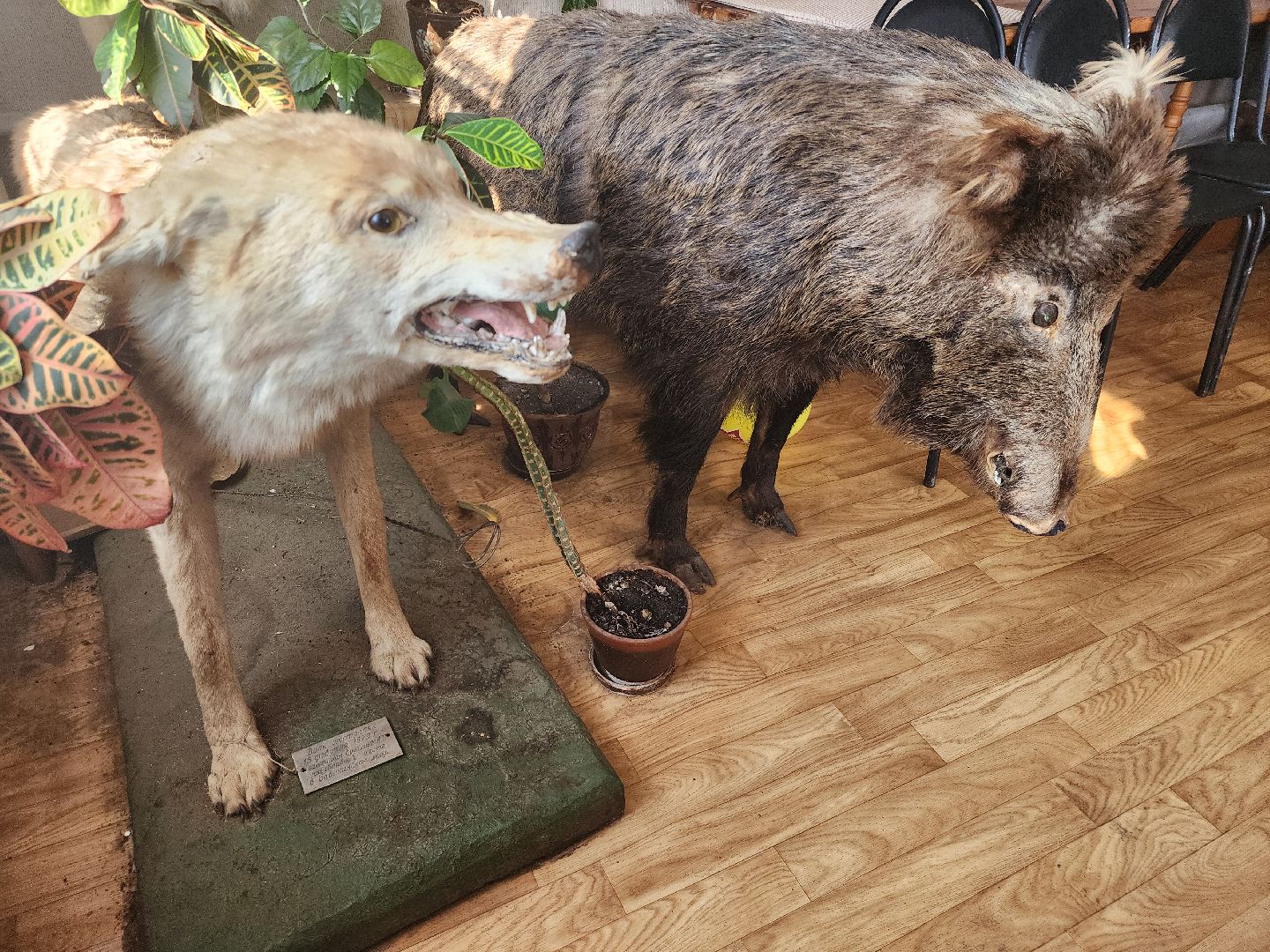 зарайск, весенняя охота, охота на селезня, охота на гуся, охота на вальдшнепа,Открытие охоты в Зарайске,