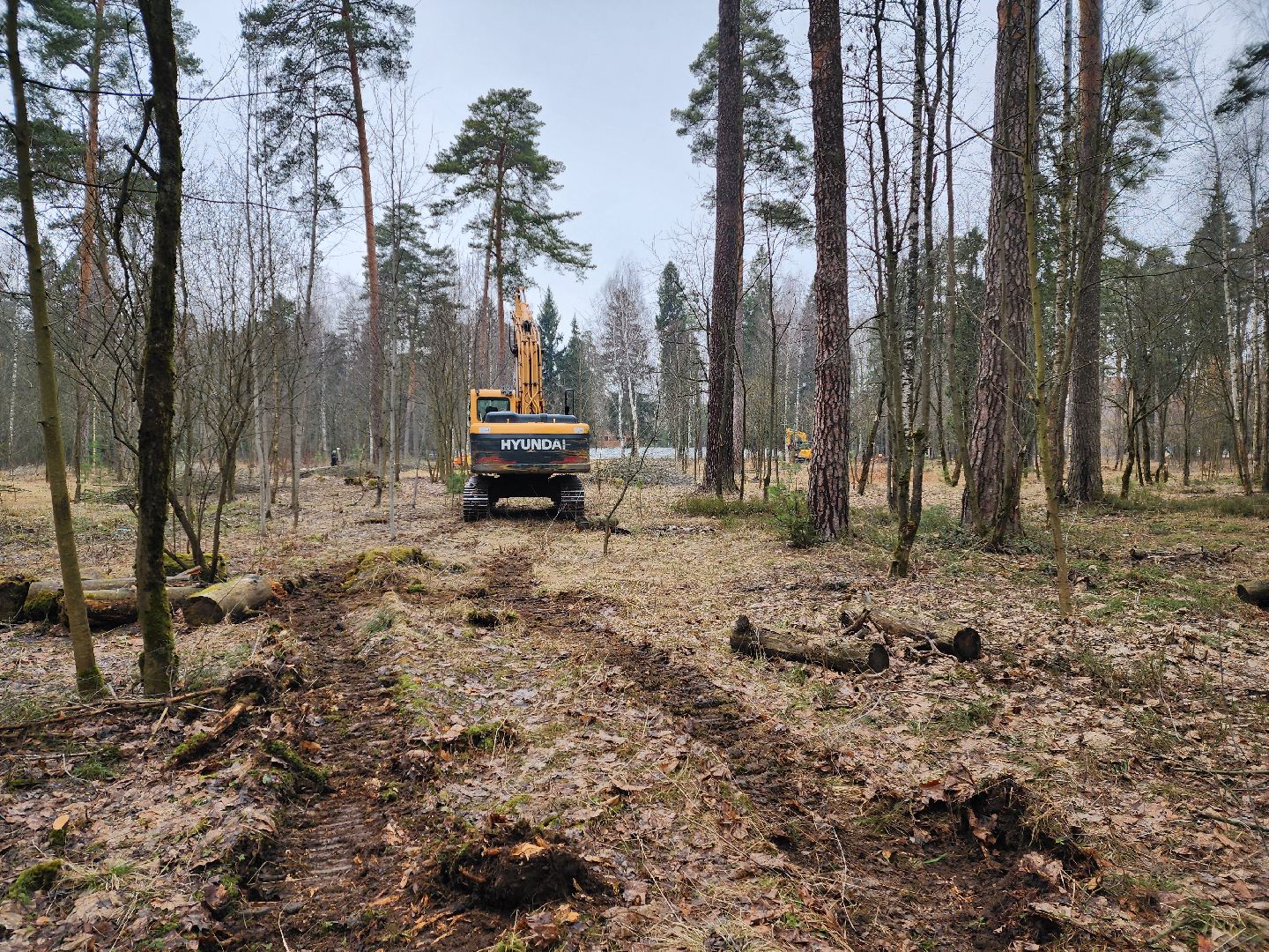 красноармейск, городской округ пушкинский, банный лес, лесопарк,