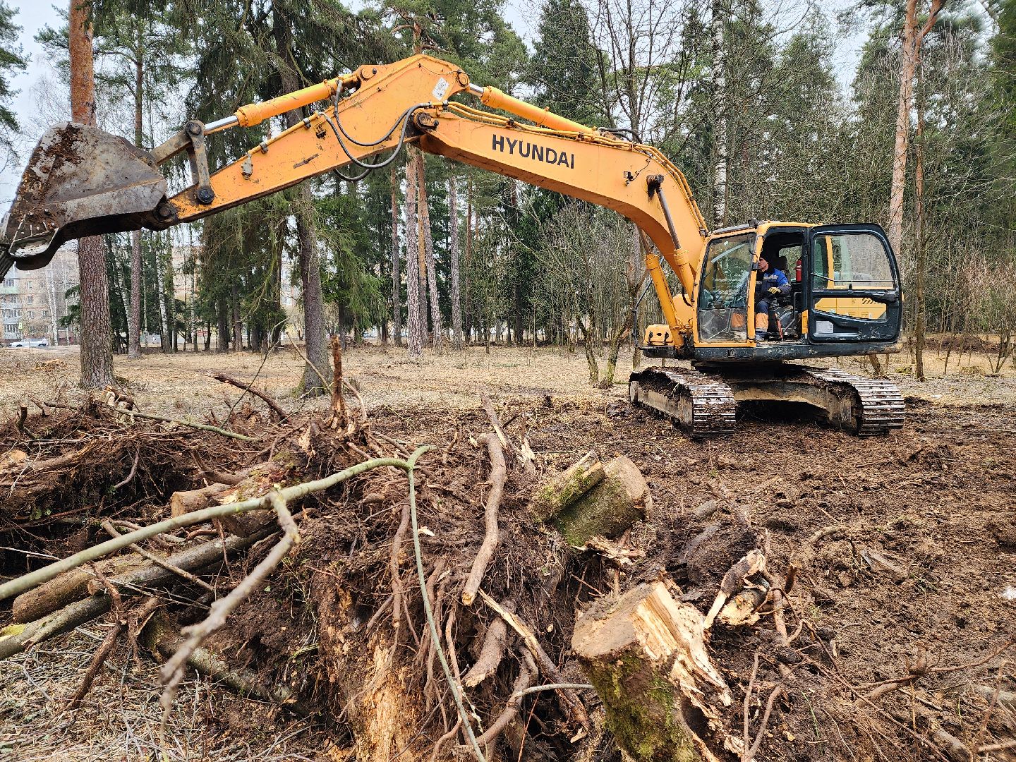 красноармейск, городской округ пушкинский, банный лес, лесопарк,