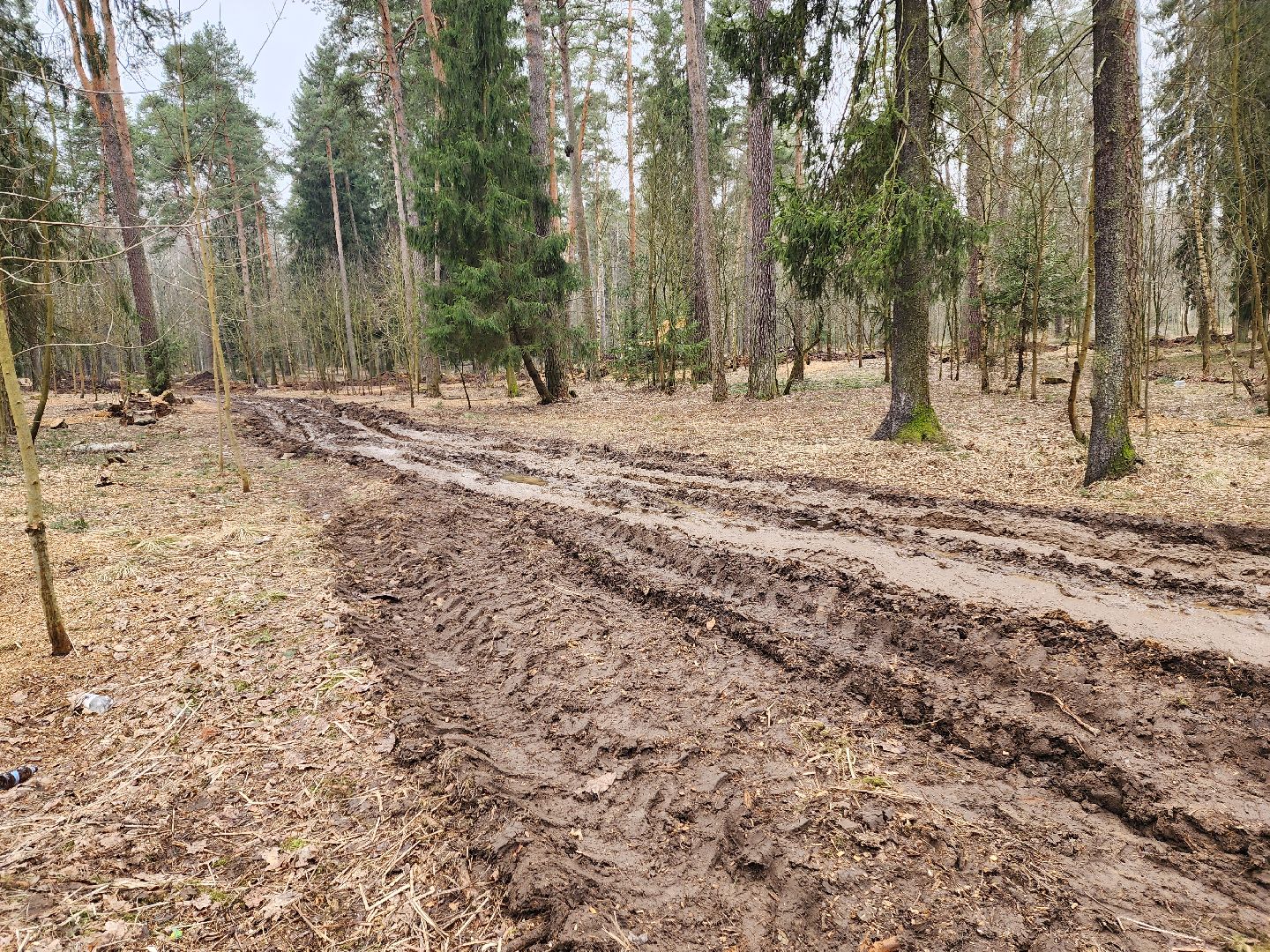 красноармейск, городской округ пушкинский, банный лес, лесопарк,