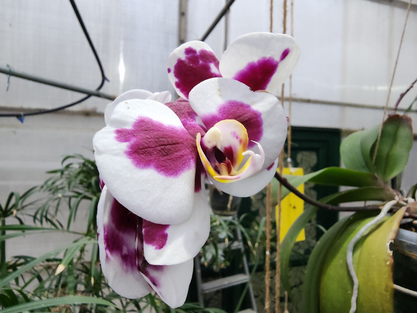 Подольск, Школа 29, Проект, образование в подмосковье,