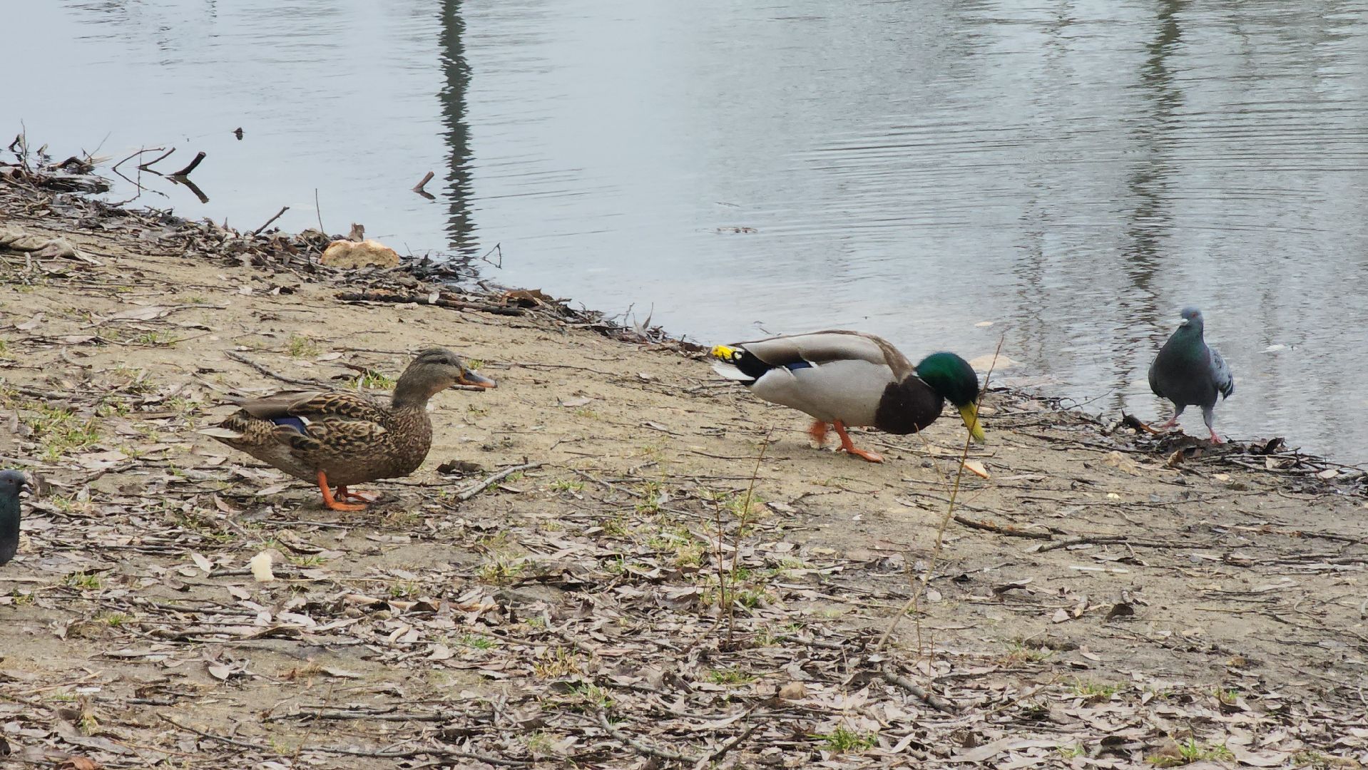Люберцы, утки, наташинские пруды, наташинский парк, реконструкция,
