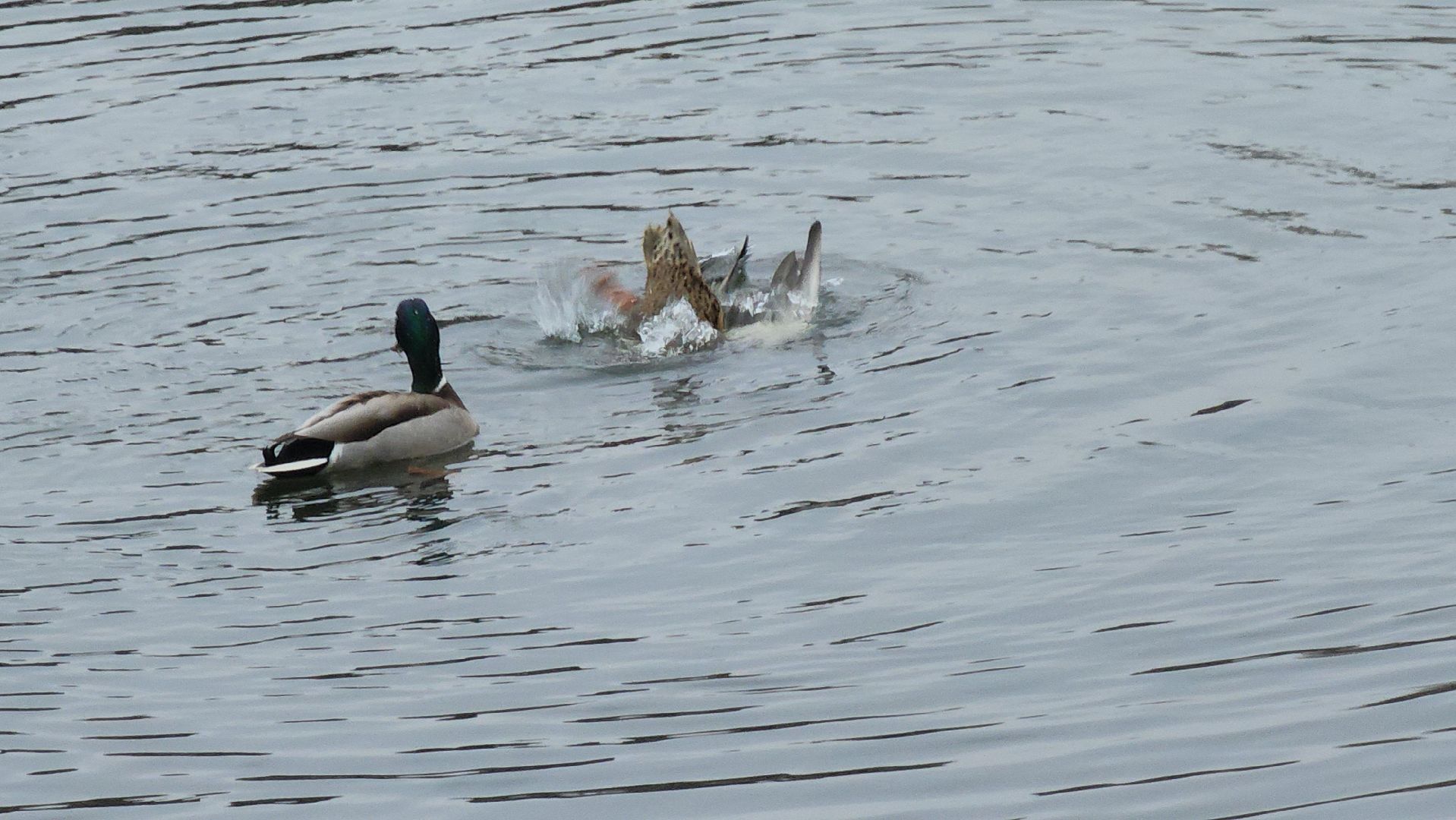 Люберцы, утки, наташинские пруды, наташинский парк, реконструкция,