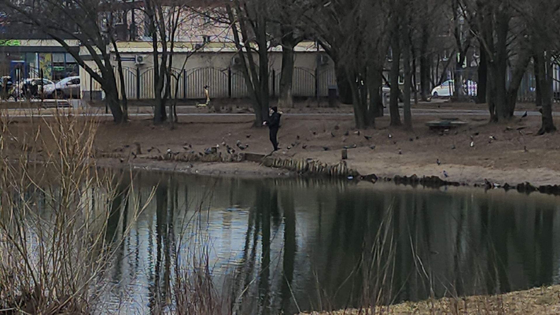 Люберцы, утки, наташинские пруды, наташинский парк, реконструкция,