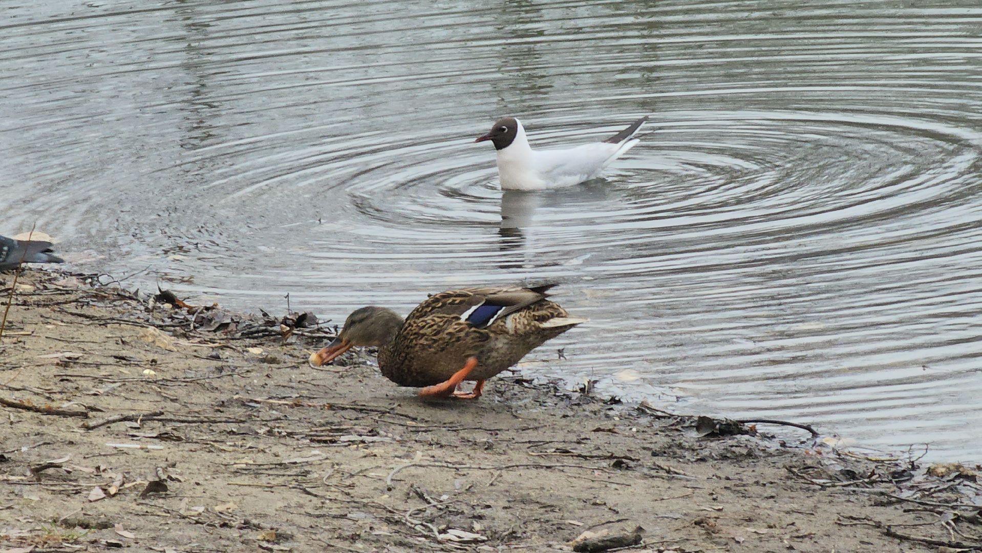 Люберцы, утки, наташинские пруды, наташинский парк, реконструкция,