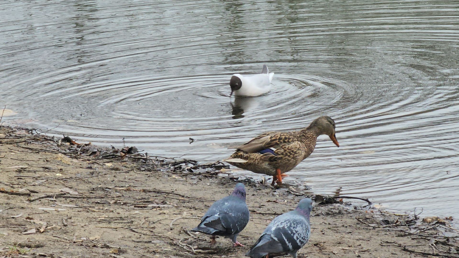 Люберцы, утки, наташинские пруды, наташинский парк, реконструкция,