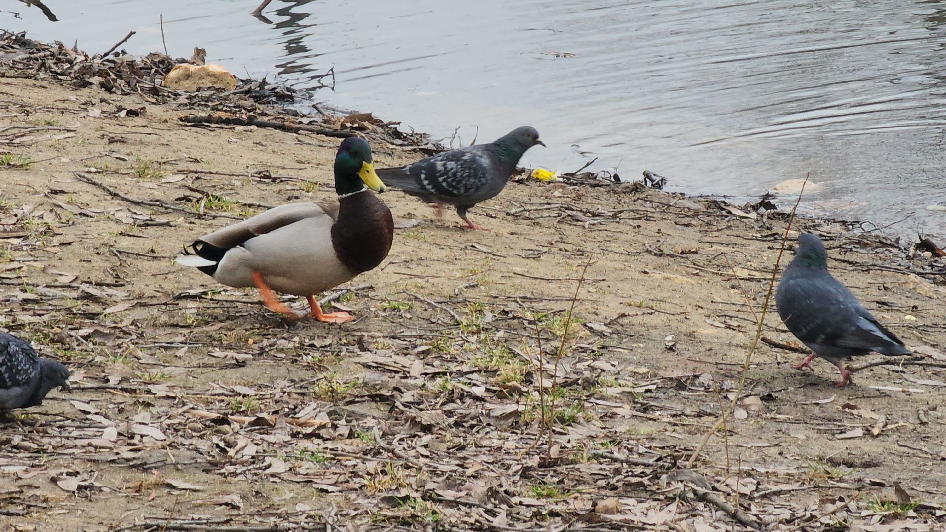 Люберцы, утки, наташинские пруды, наташинский парк, реконструкция,