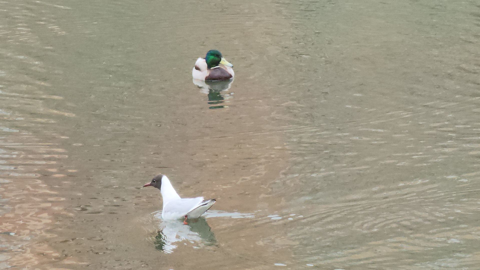 Люберцы, утки, наташинские пруды, наташинский парк, реконструкция,