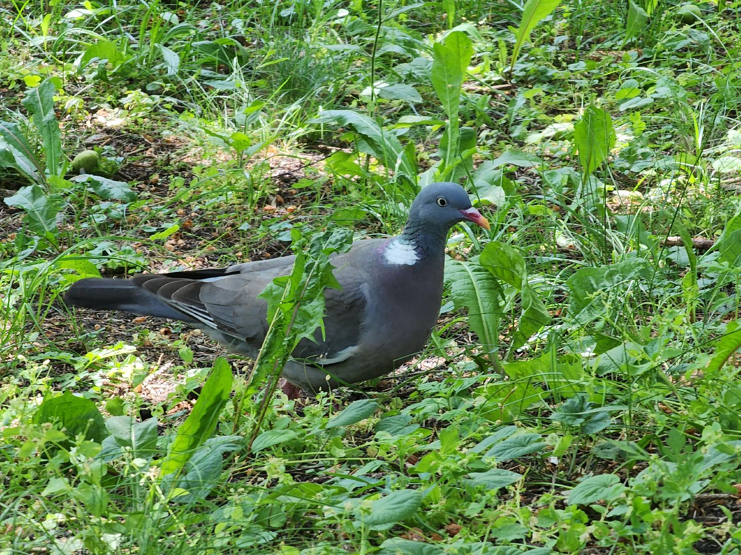 конференция, ветеринария, научная конференция, Ногинск, Богородский городской округ,