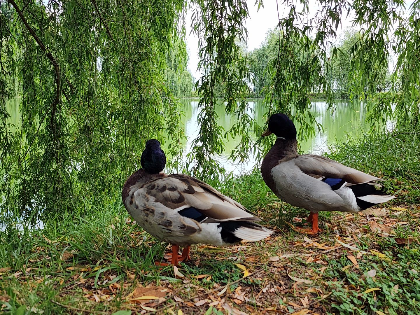 конференция, ветеринария, научная конференция, Ногинск, Богородский городской округ,