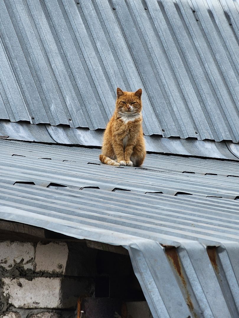 конференция, ветеринария, научная конференция, Ногинск, Богородский городской округ,