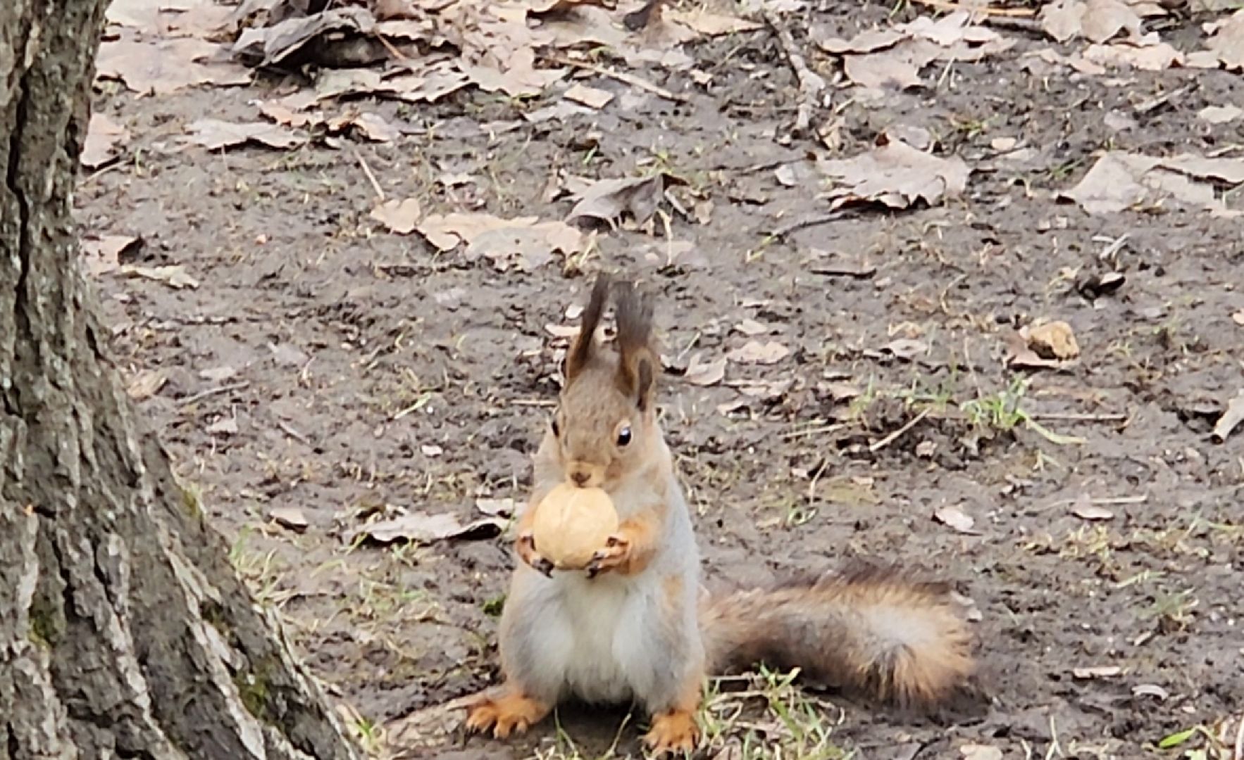 Парк, пляж, отдых, лето, ремонт,