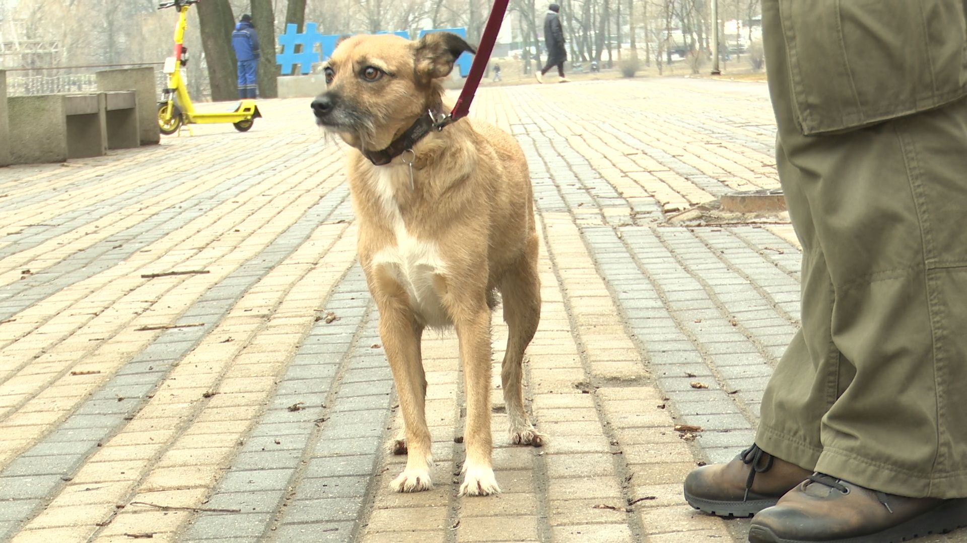 Реутов, вакцинация, медицина, бешенство, собаки и кошки,