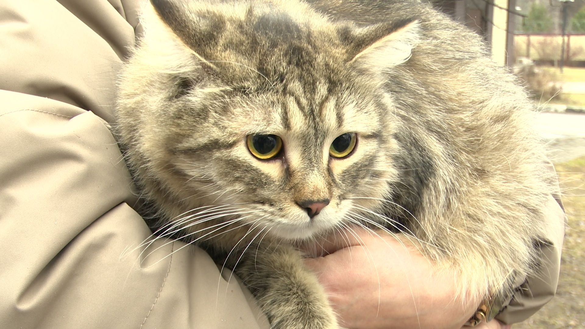 Реутов, вакцинация, медицина, бешенство, собаки и кошки,