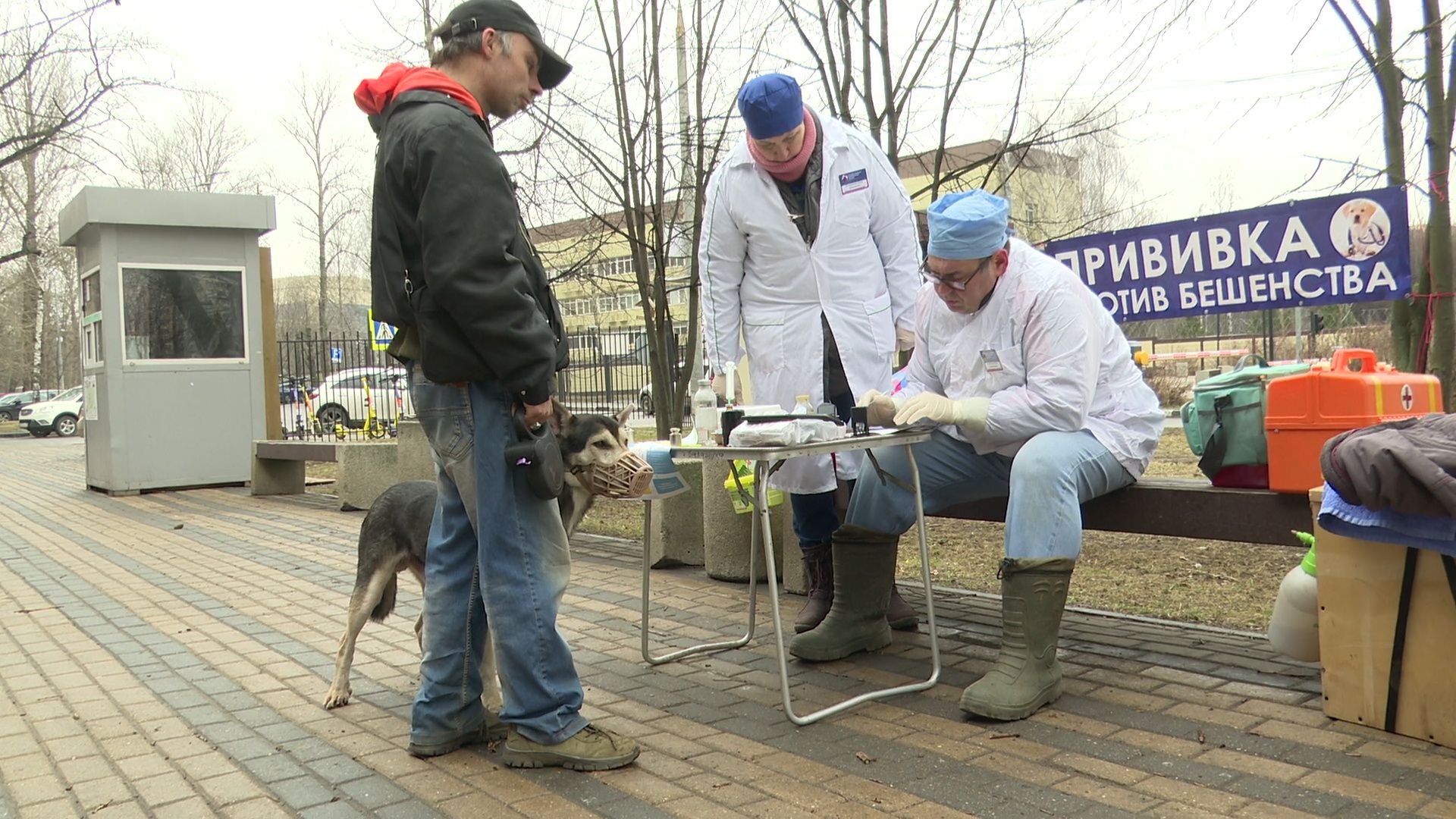 Реутов, вакцинация, медицина, бешенство, собаки и кошки,