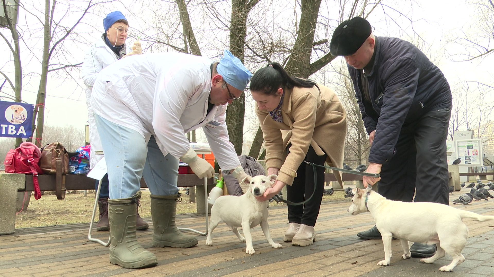 Реутов, вакцинация, медицина, бешенство, собаки и кошки,